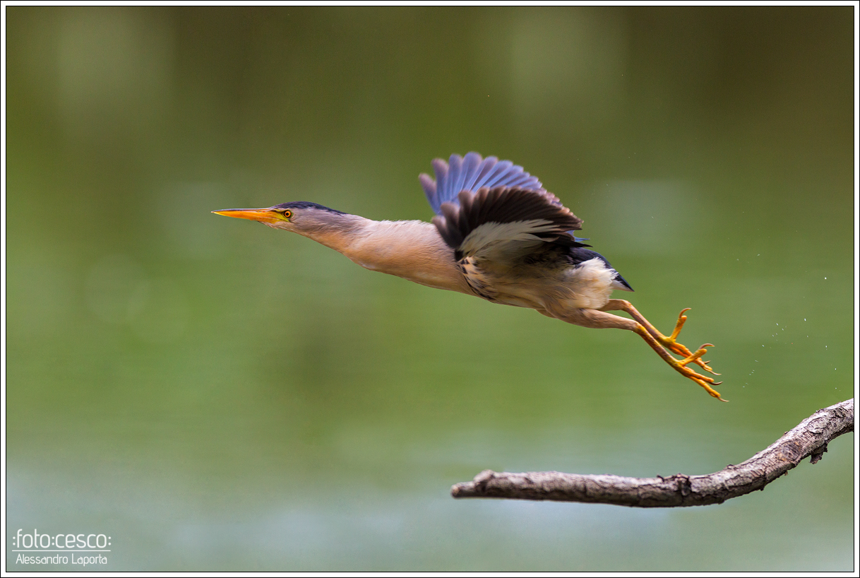 Ixobrychus minutus - Little bittern - Tarabusino comune