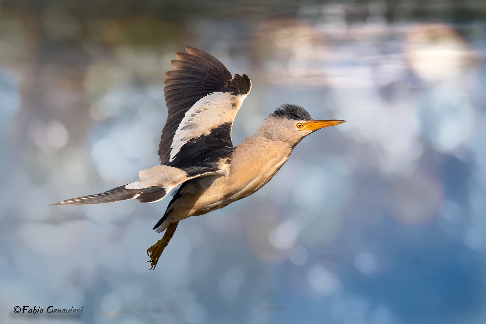 Bittern (male)