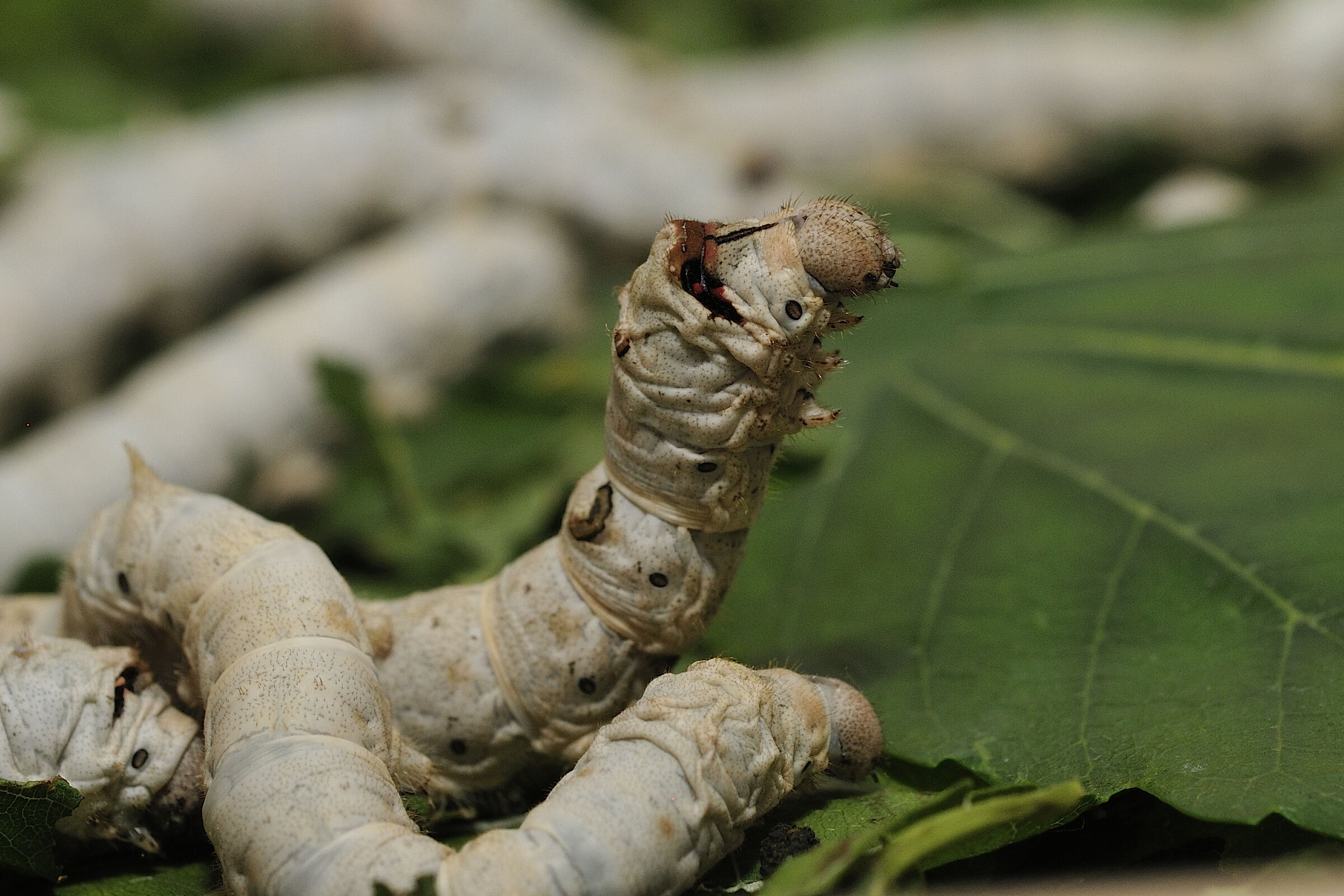 Bombyx mori (Silkworm)