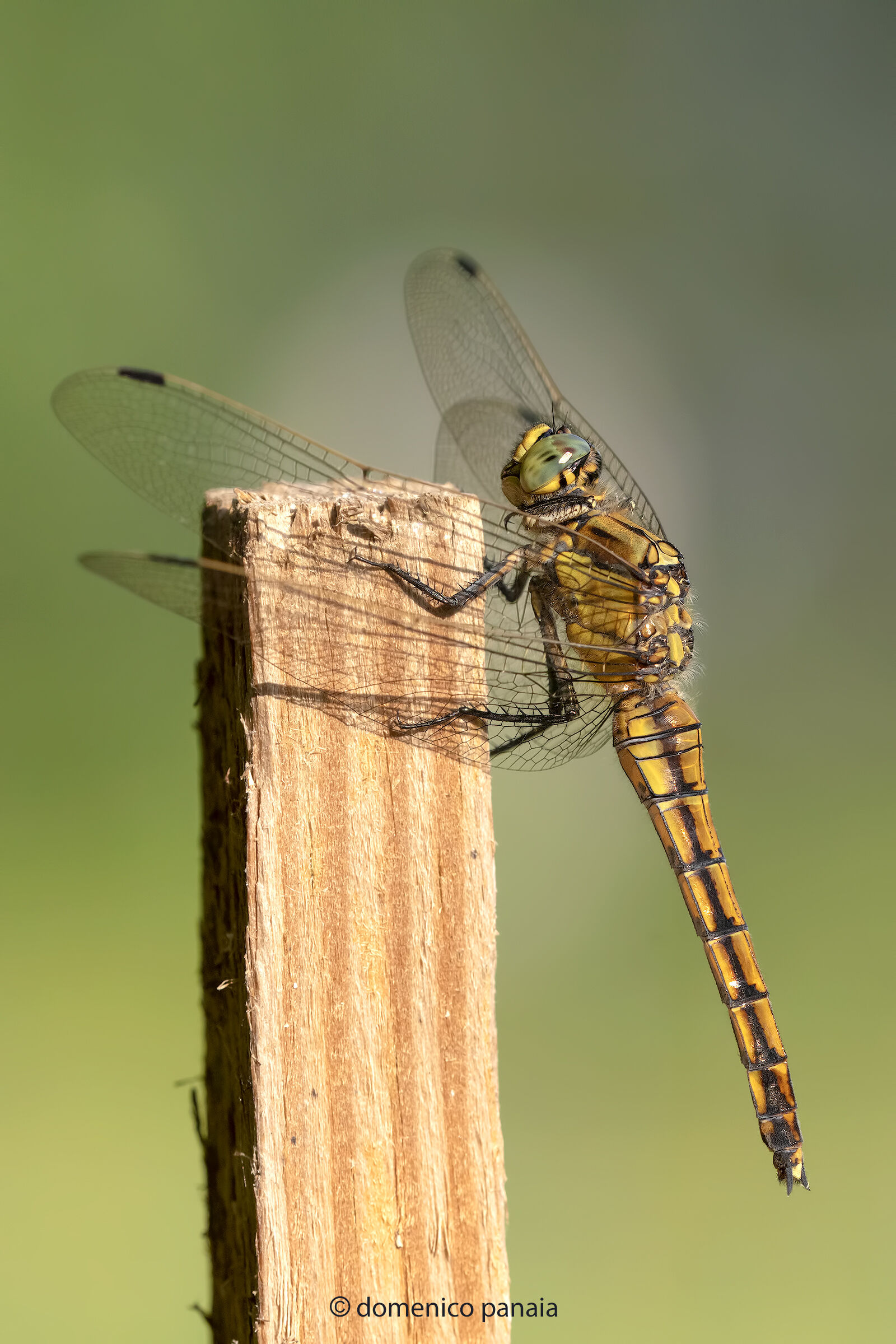 Orthetrum cancellatum
