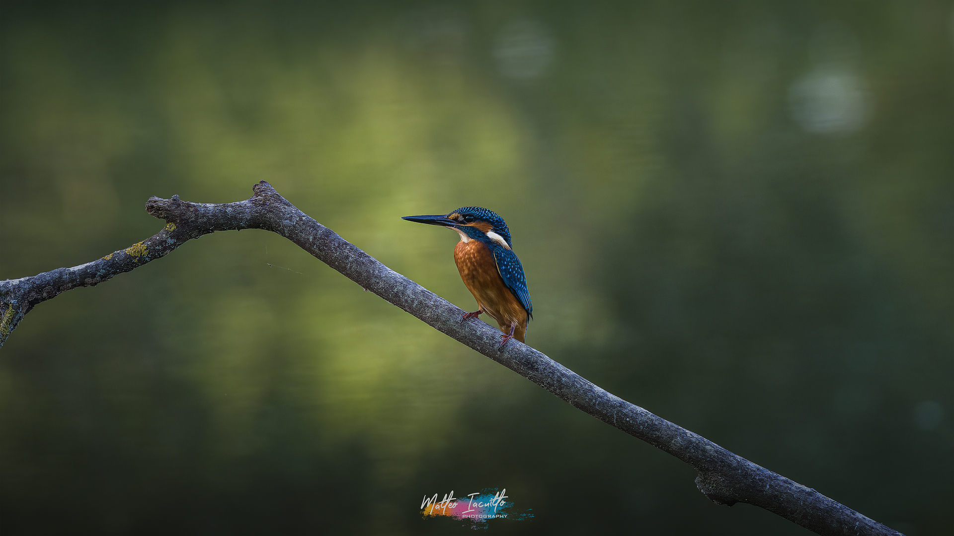 Alcedo Atthis - King fisher