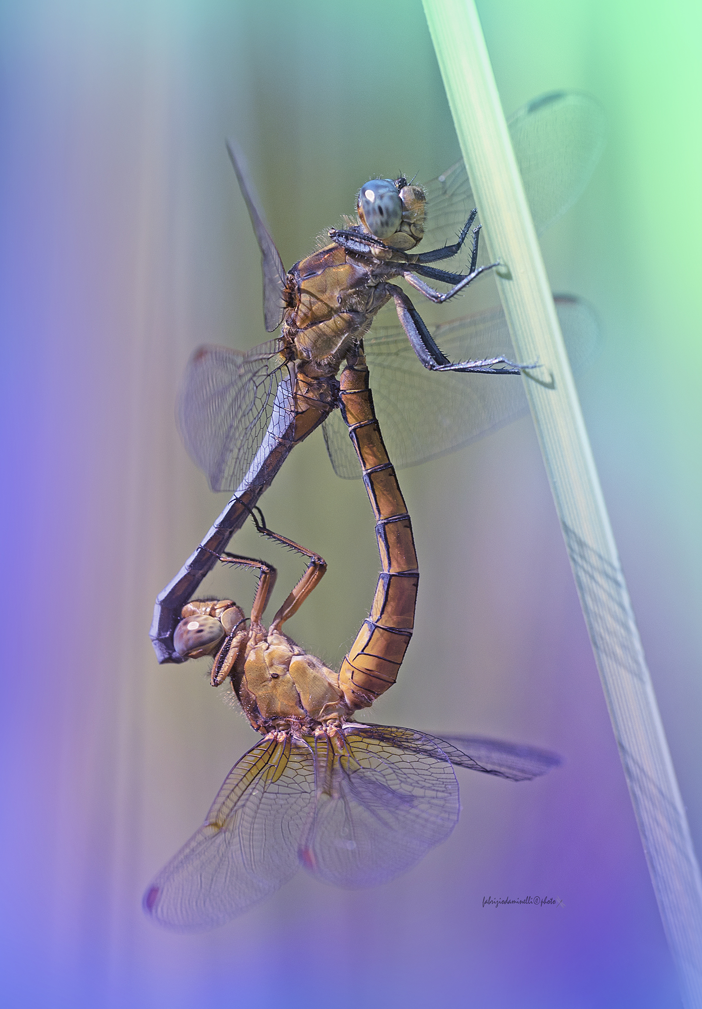 Orthetrum coerulescens