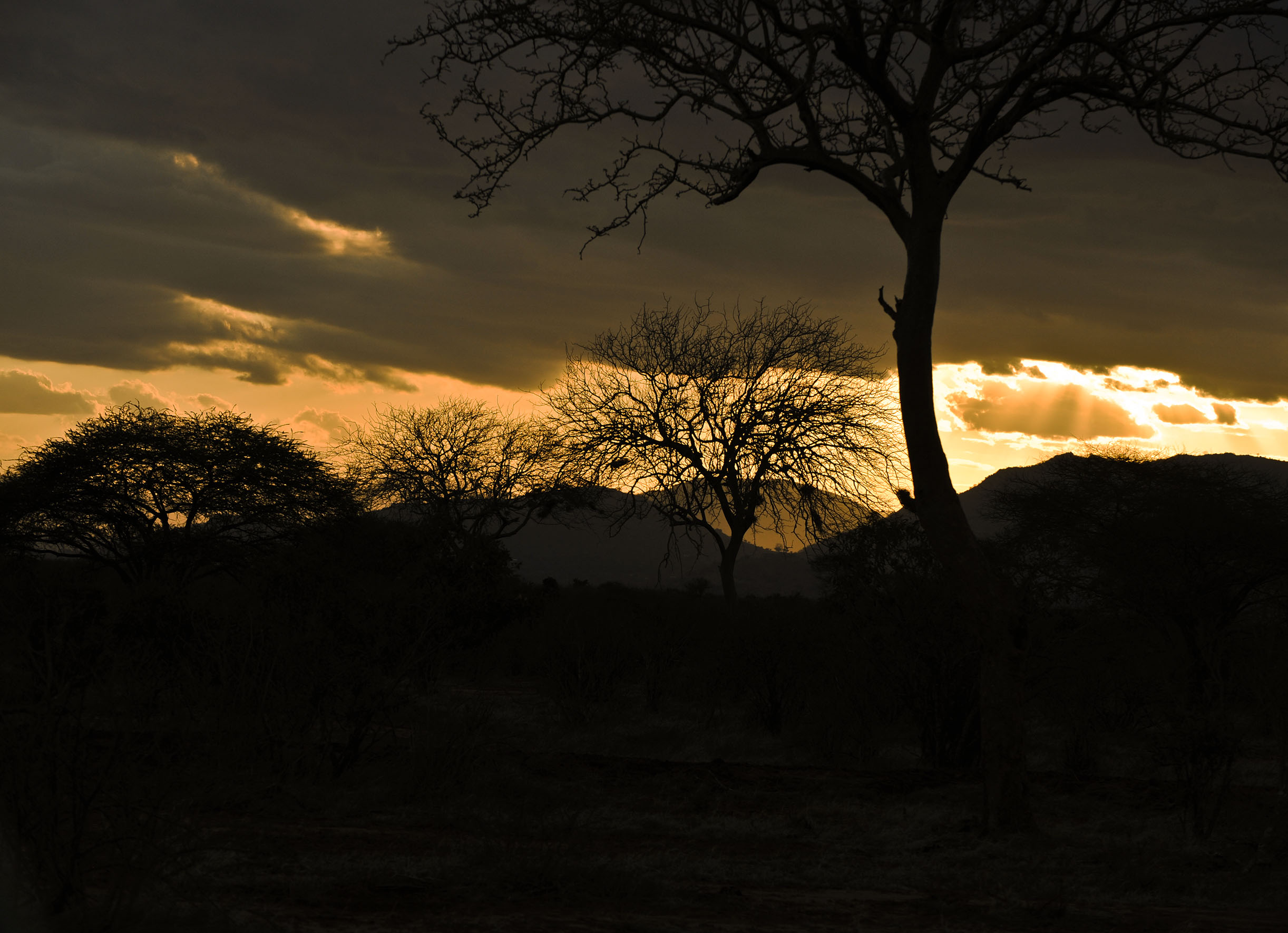 Sunset in the savannah