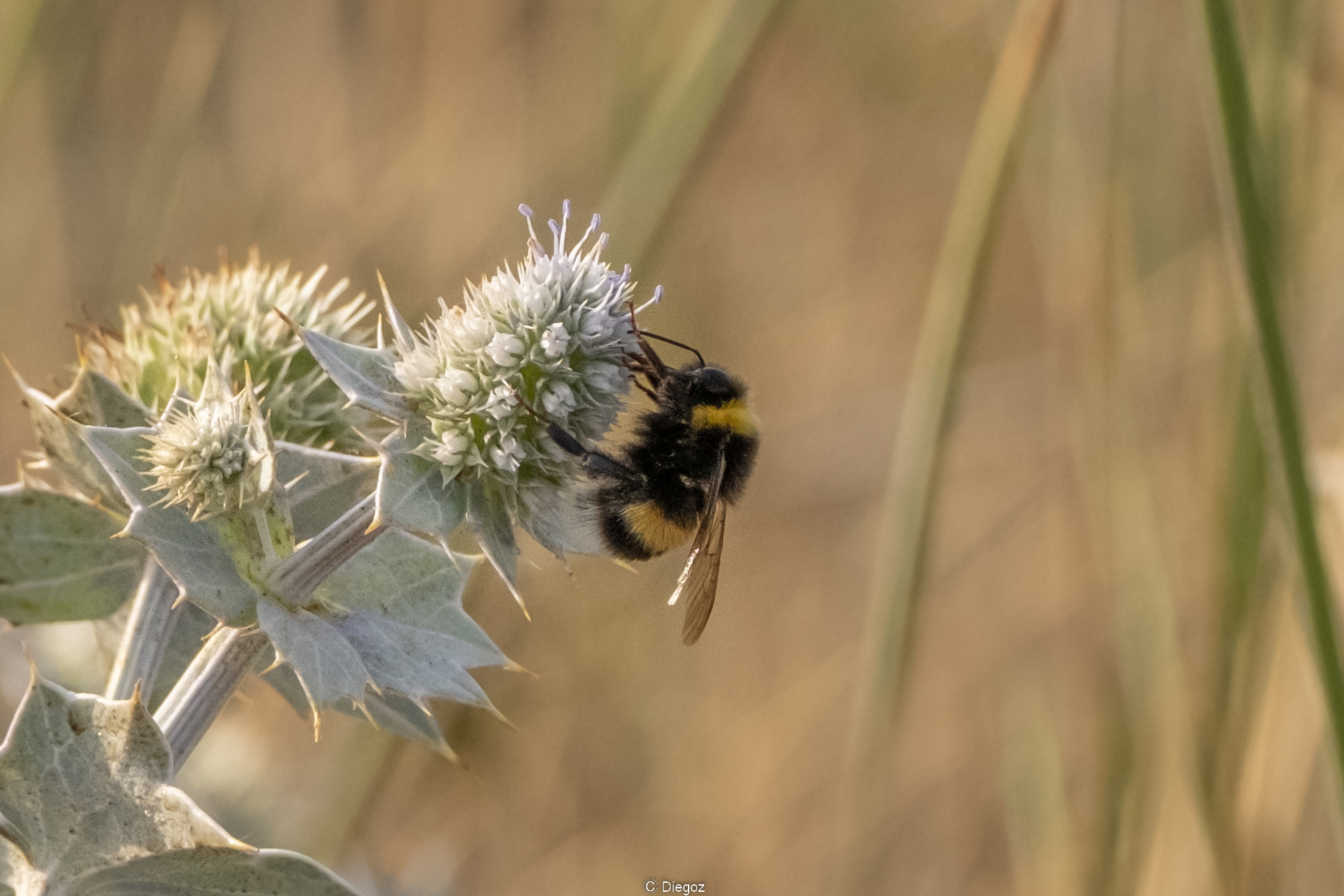 bumblebee