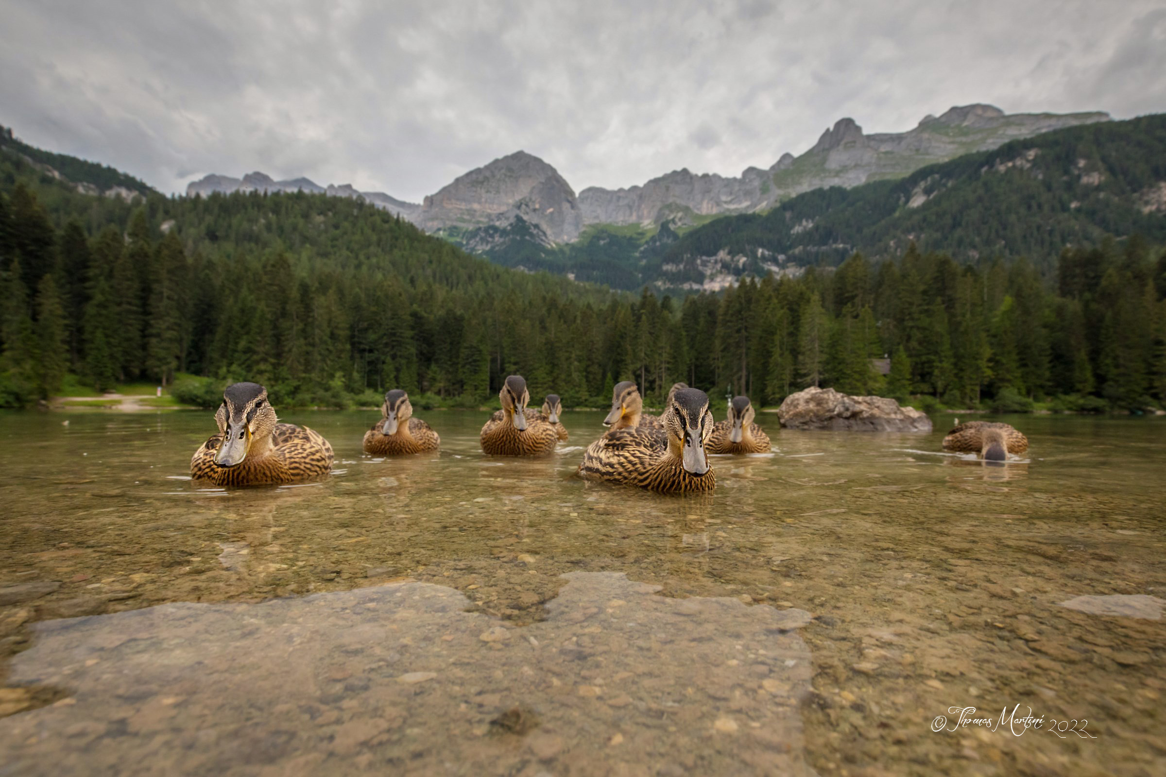 Papere alla riscossa