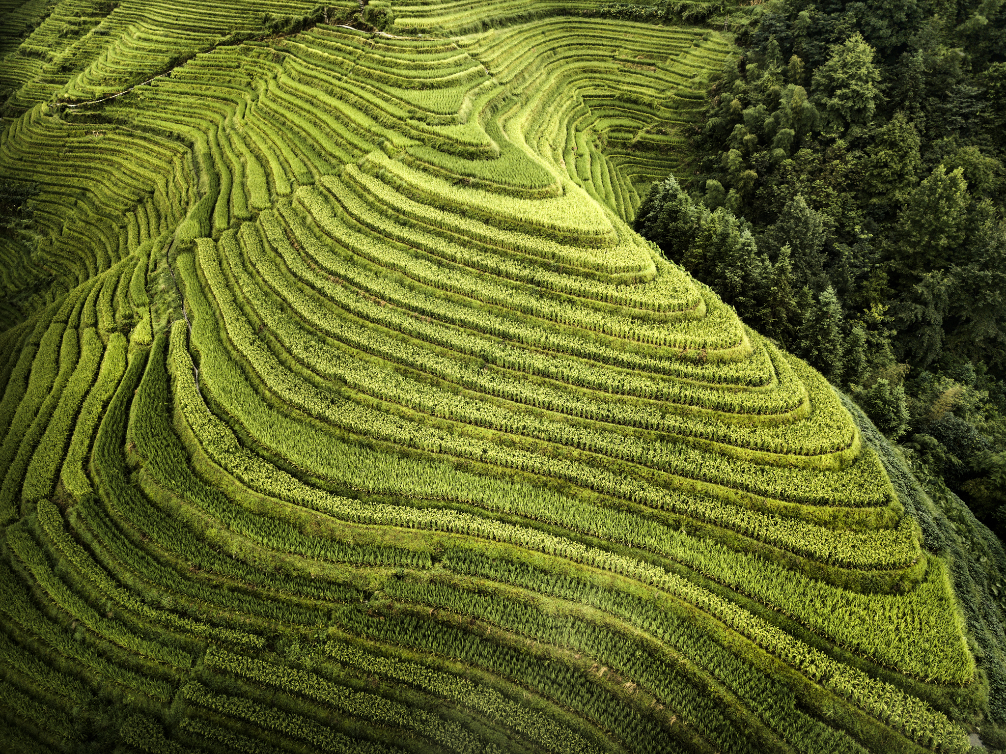Risaie a volo d'uccello