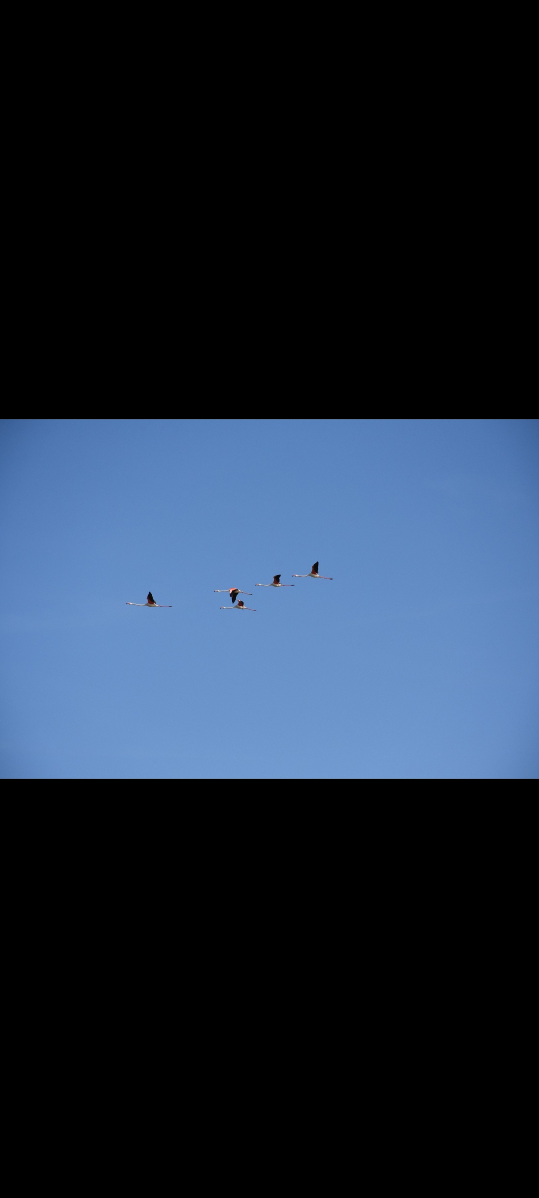 Flamingoes