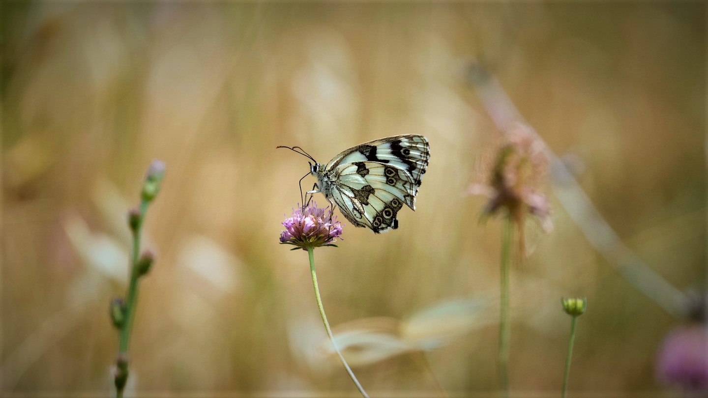 Graceful as a feather - Melanargia lachesis