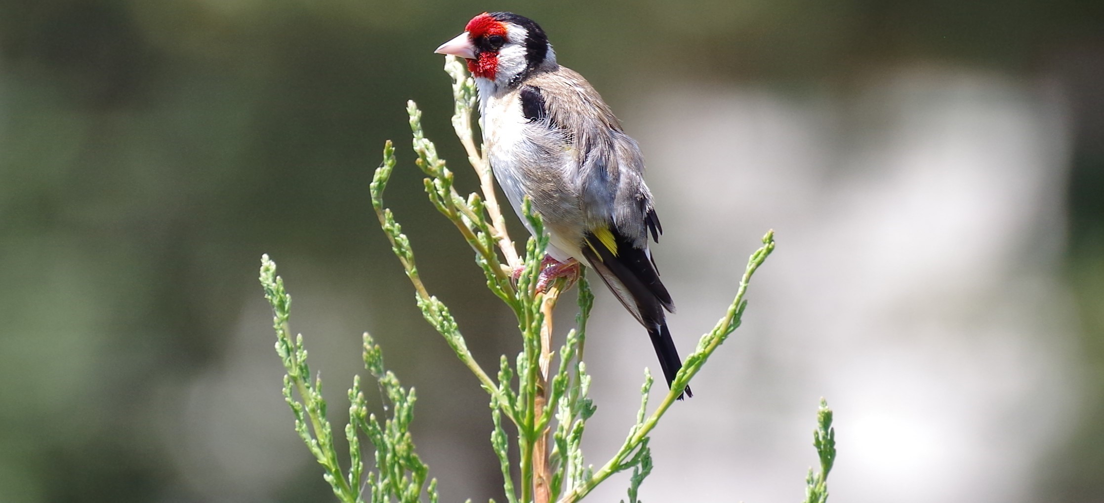 Goldfinch