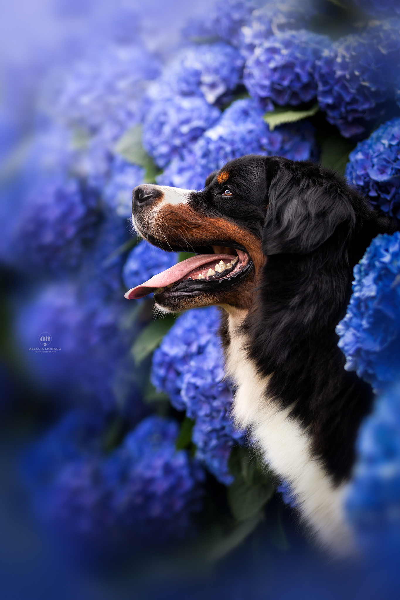Drindrin in hydrangeas