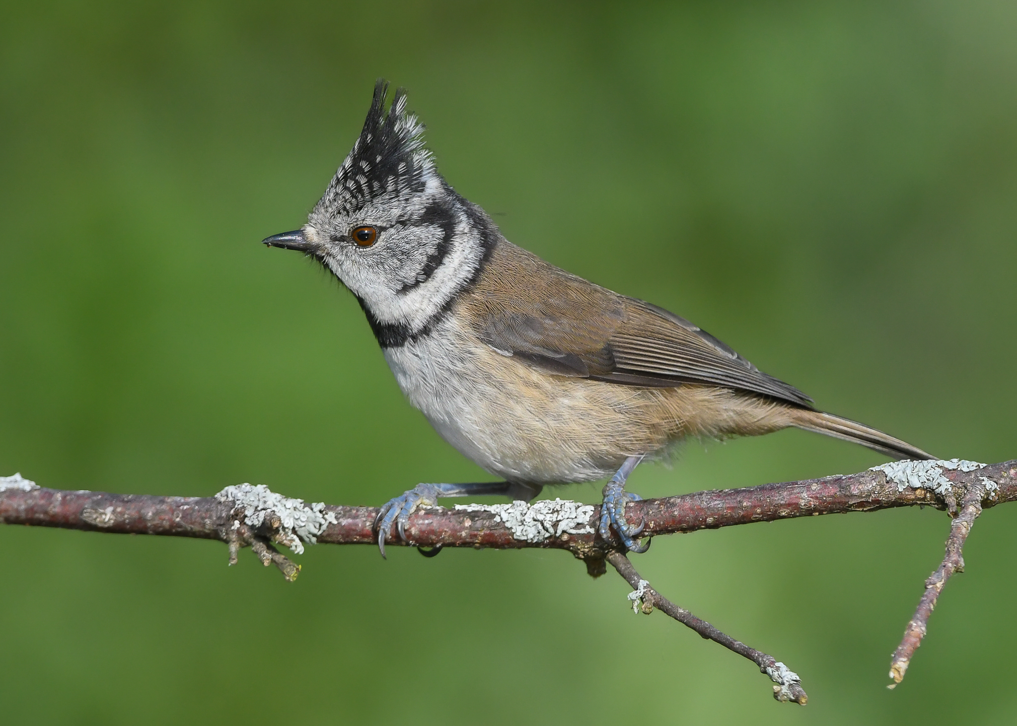 Cincia dal ciuffo confidente