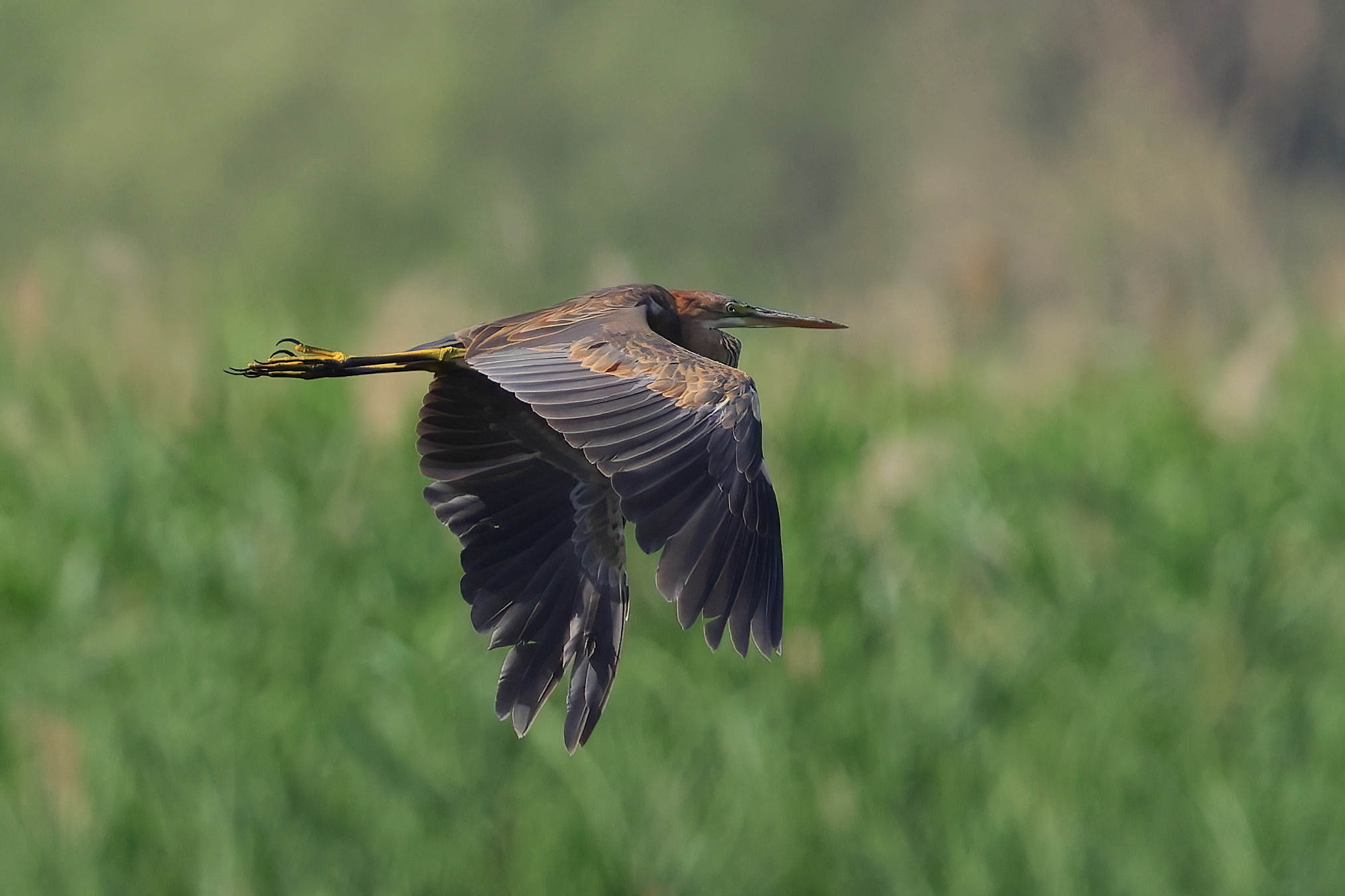 Purple heron