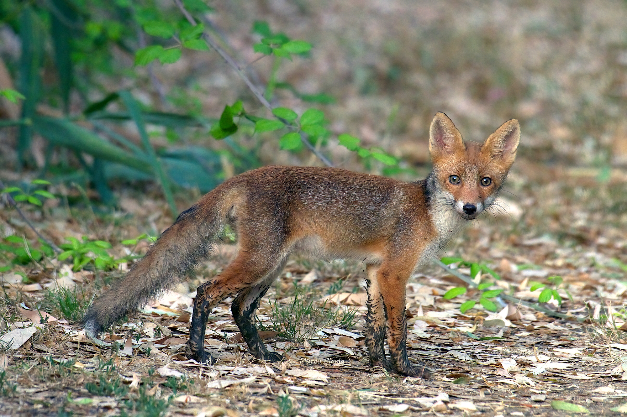 Giovane  volpe (Vulpes vulpes)
