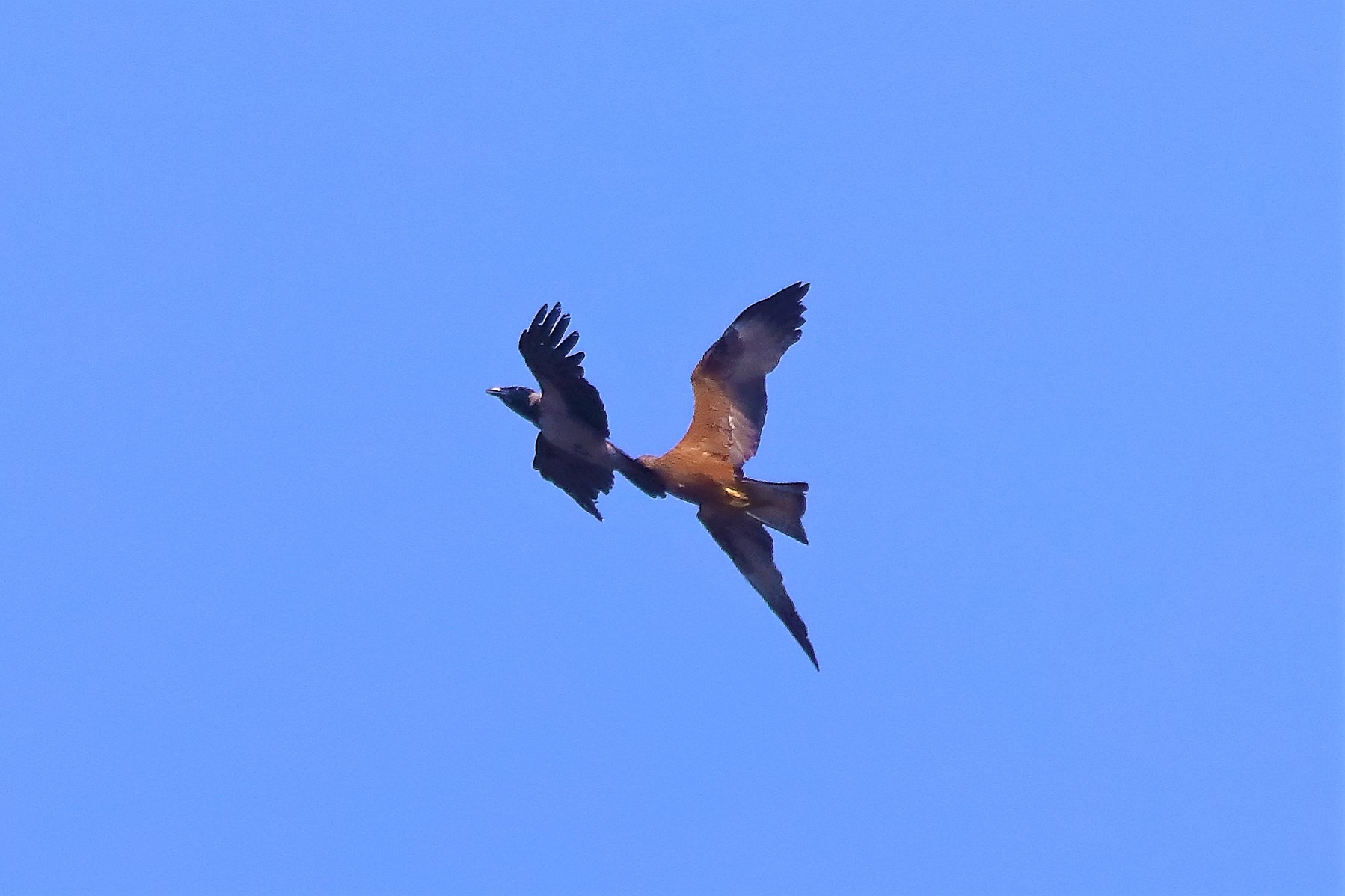 Nibbio bruno 02-06-2022