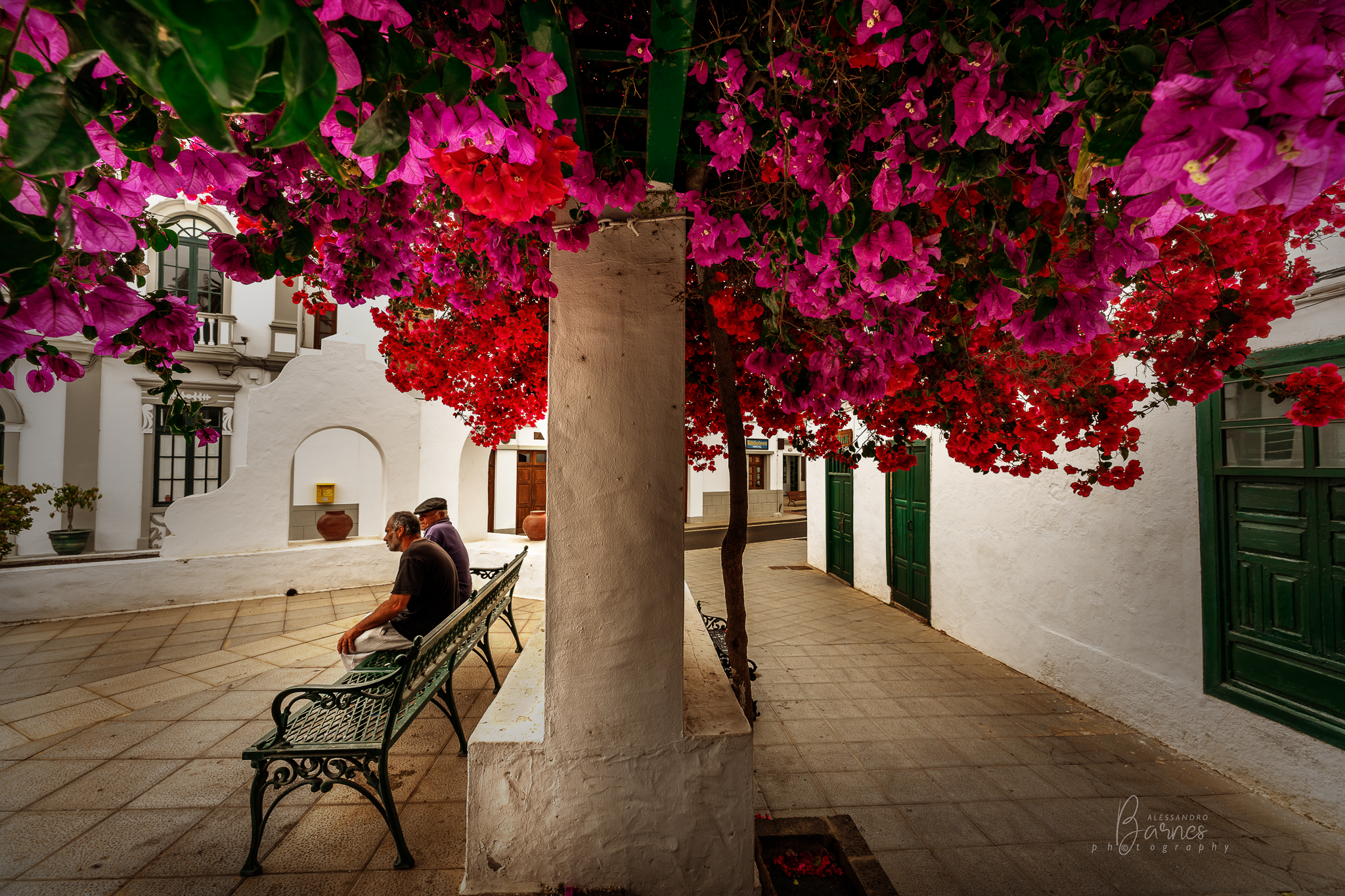 Under the shade of bougainvillea
