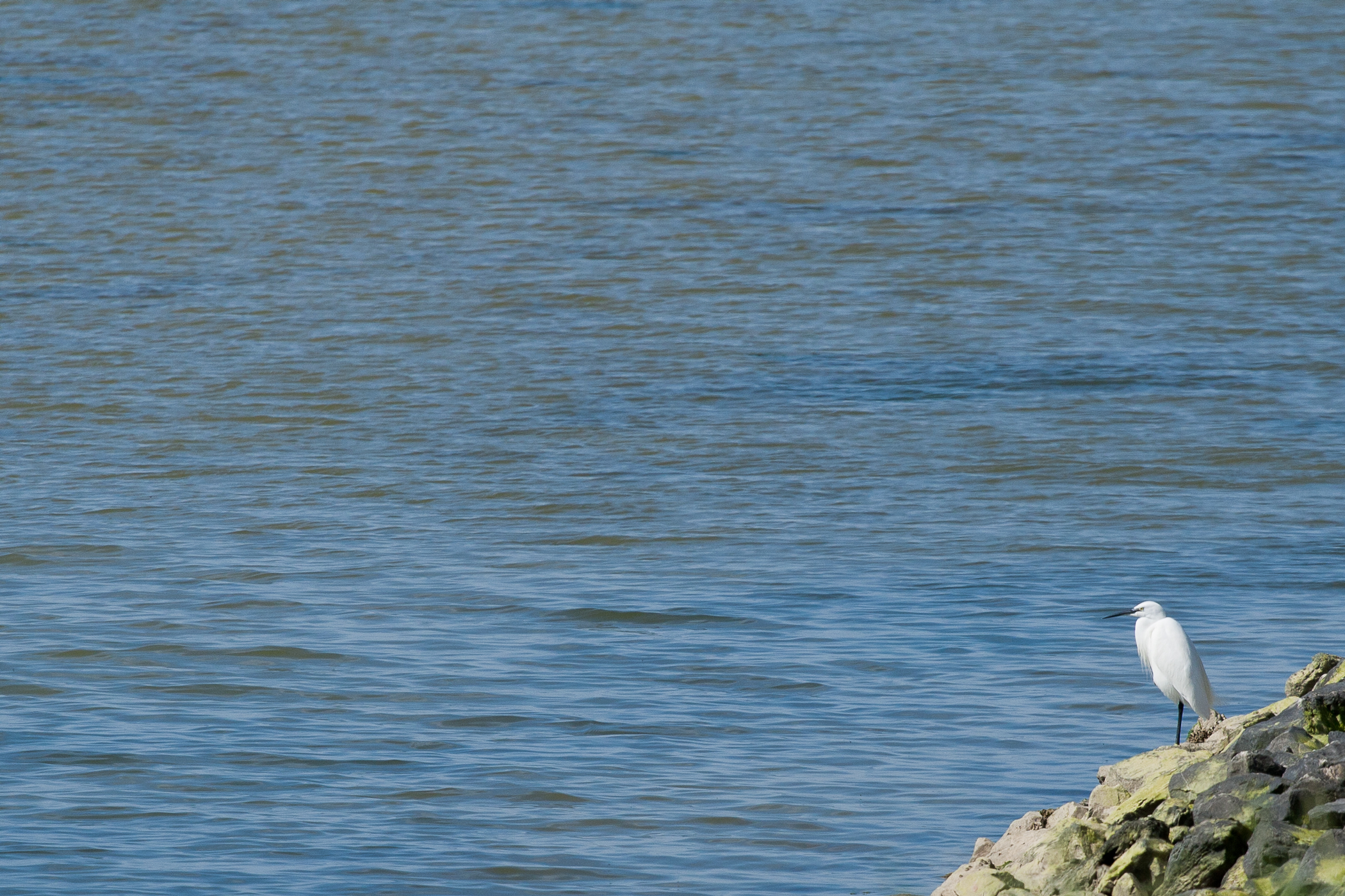 Wanderer above the Sea