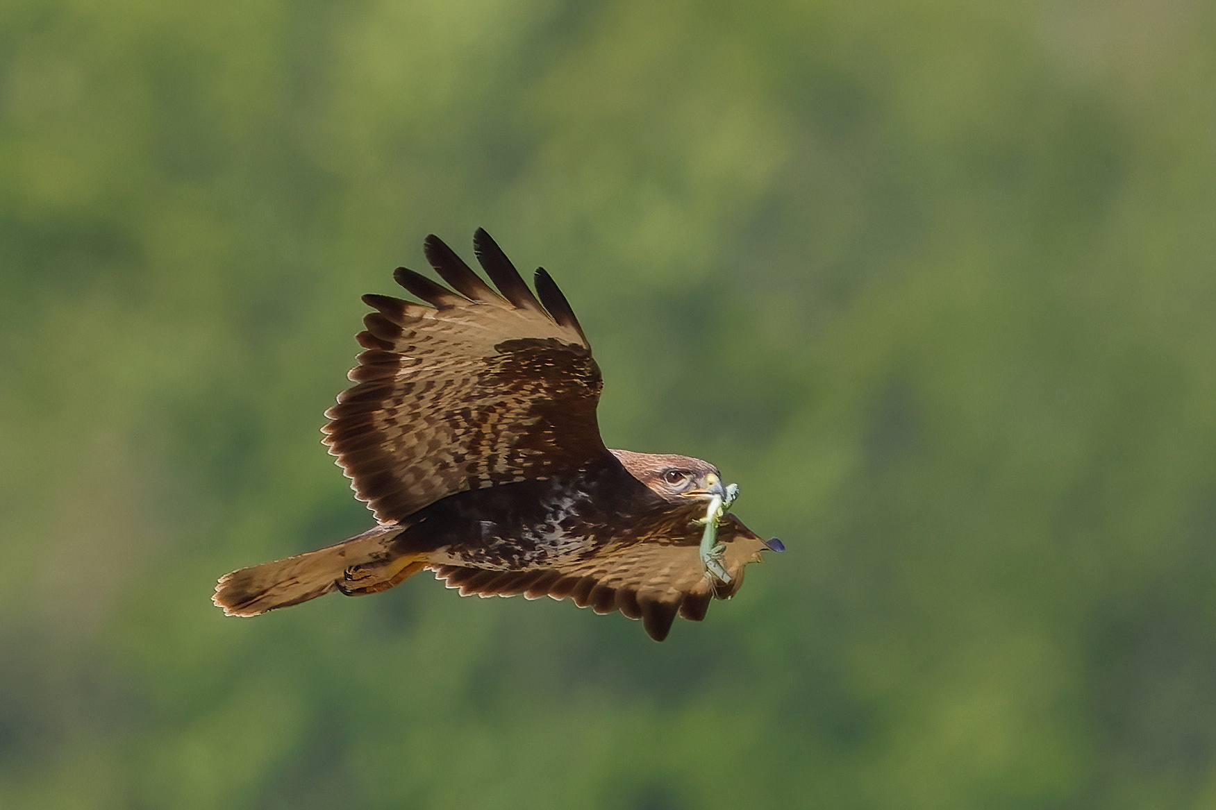 Buzzard with prey