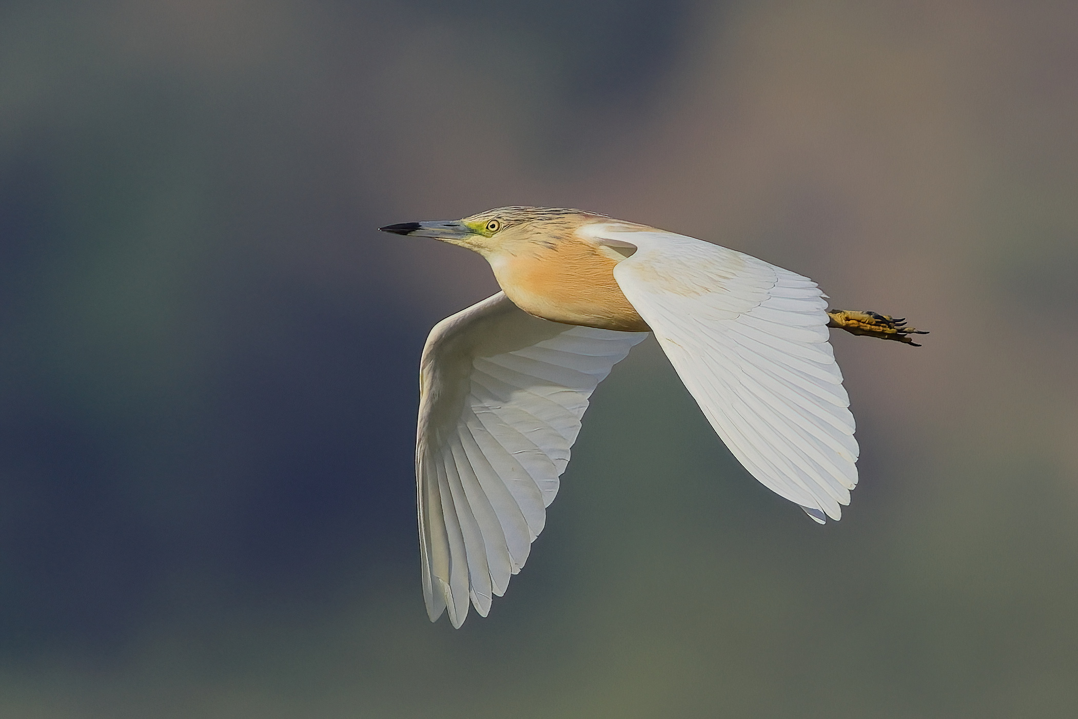 Squacco heron