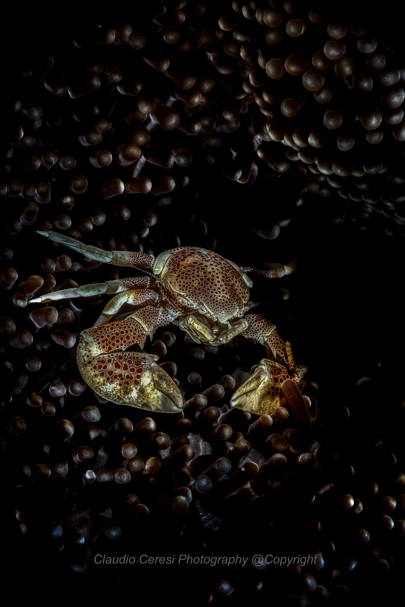 porcelain crab.  Manado ,nsw