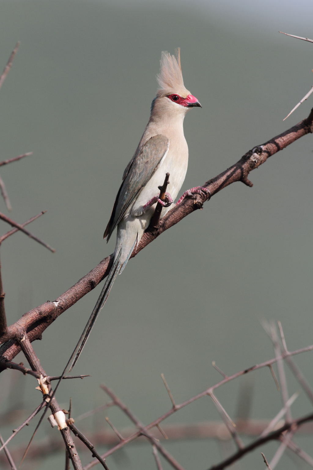 Red Faced Mousebird
