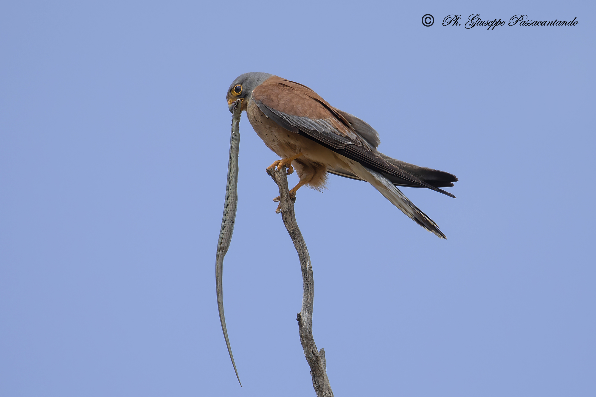 male kestrel with prey