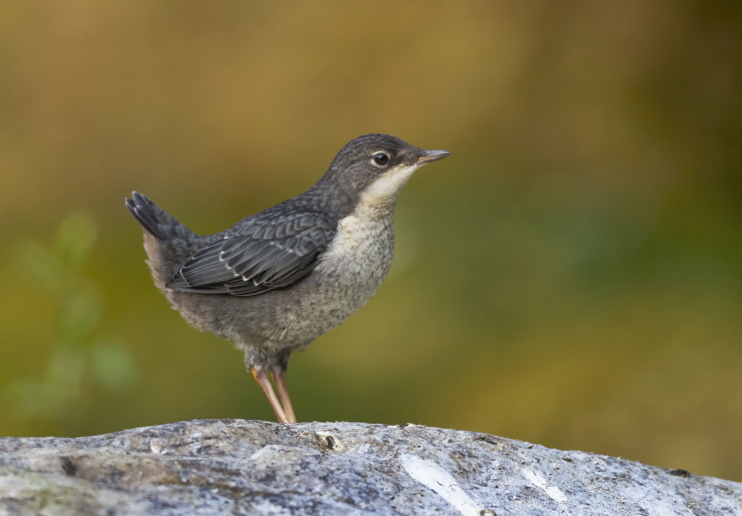 Giovane e bello ....