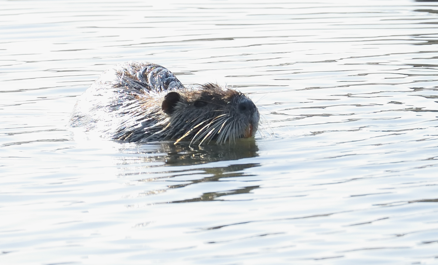 Un nuotatore indomito