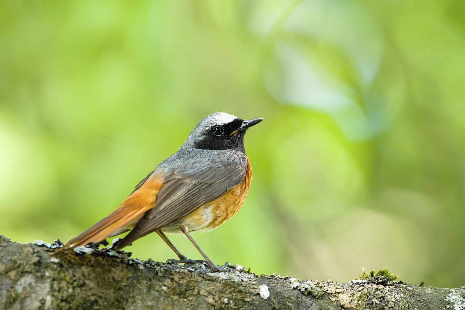 Phoenicurus phoenicurus
