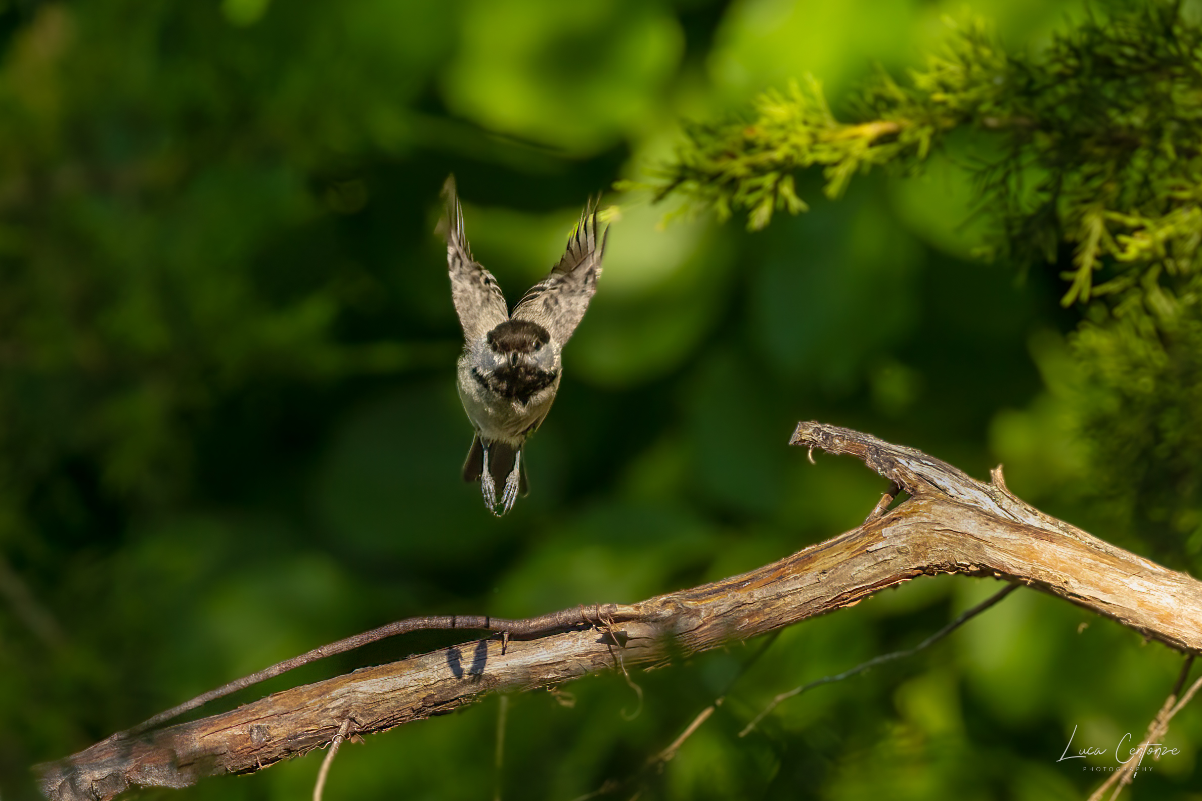 Black-capped Chickadee