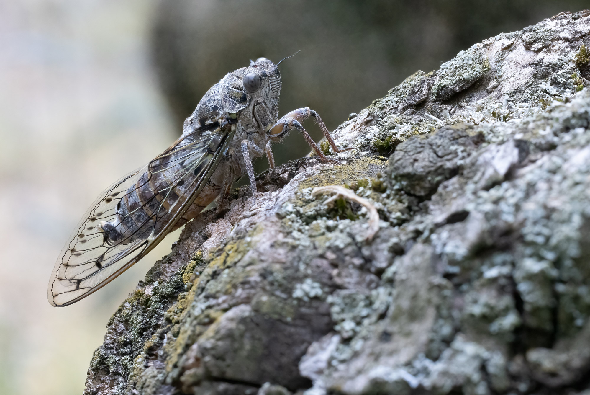 Cicala