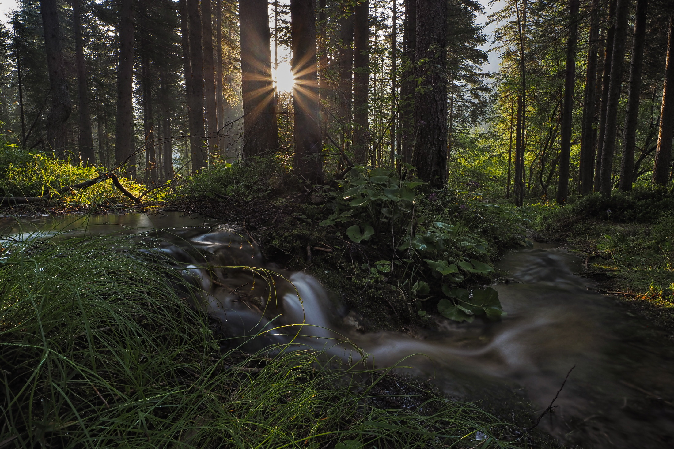 The freshness of the morning