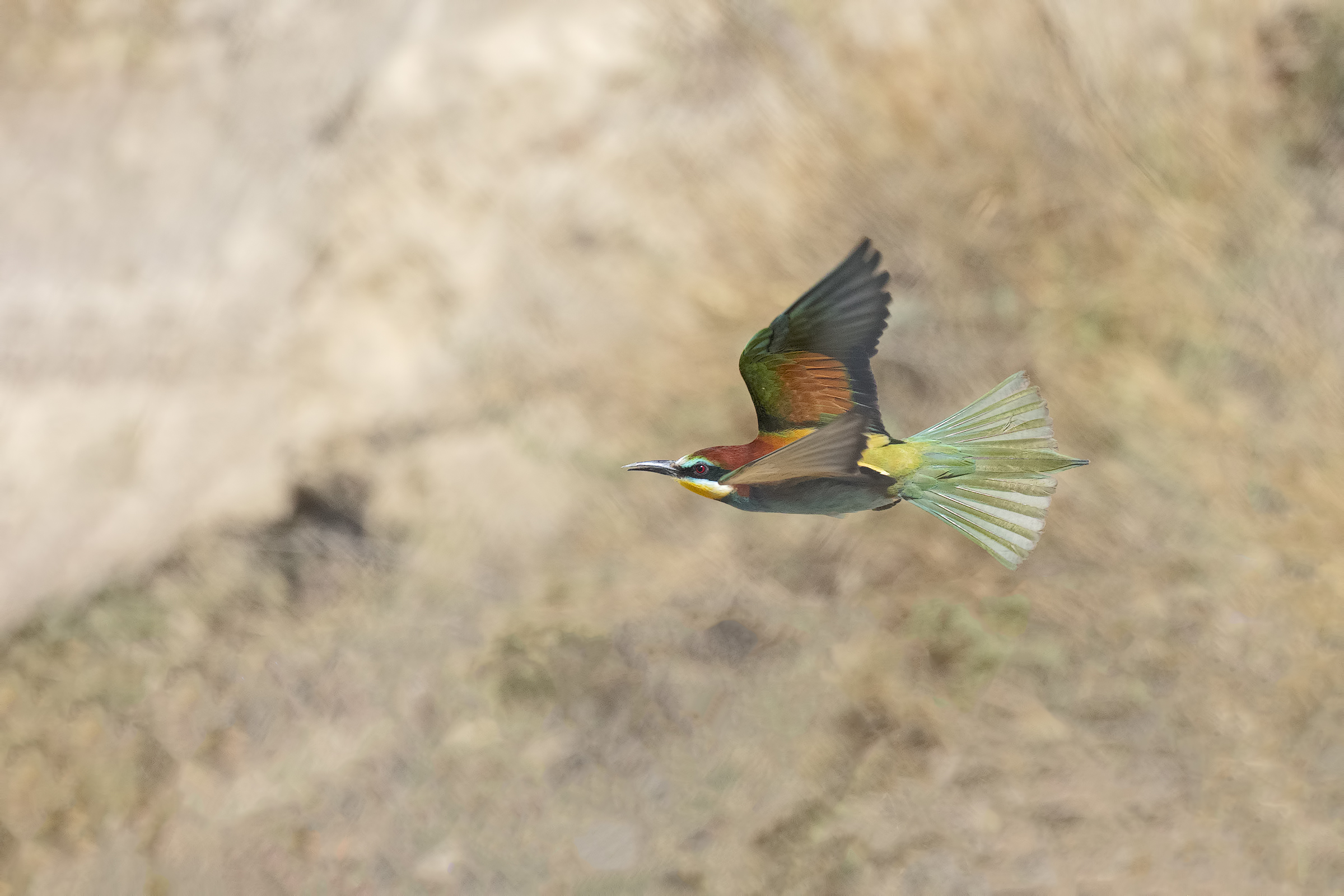 Bee-eater in Flight
