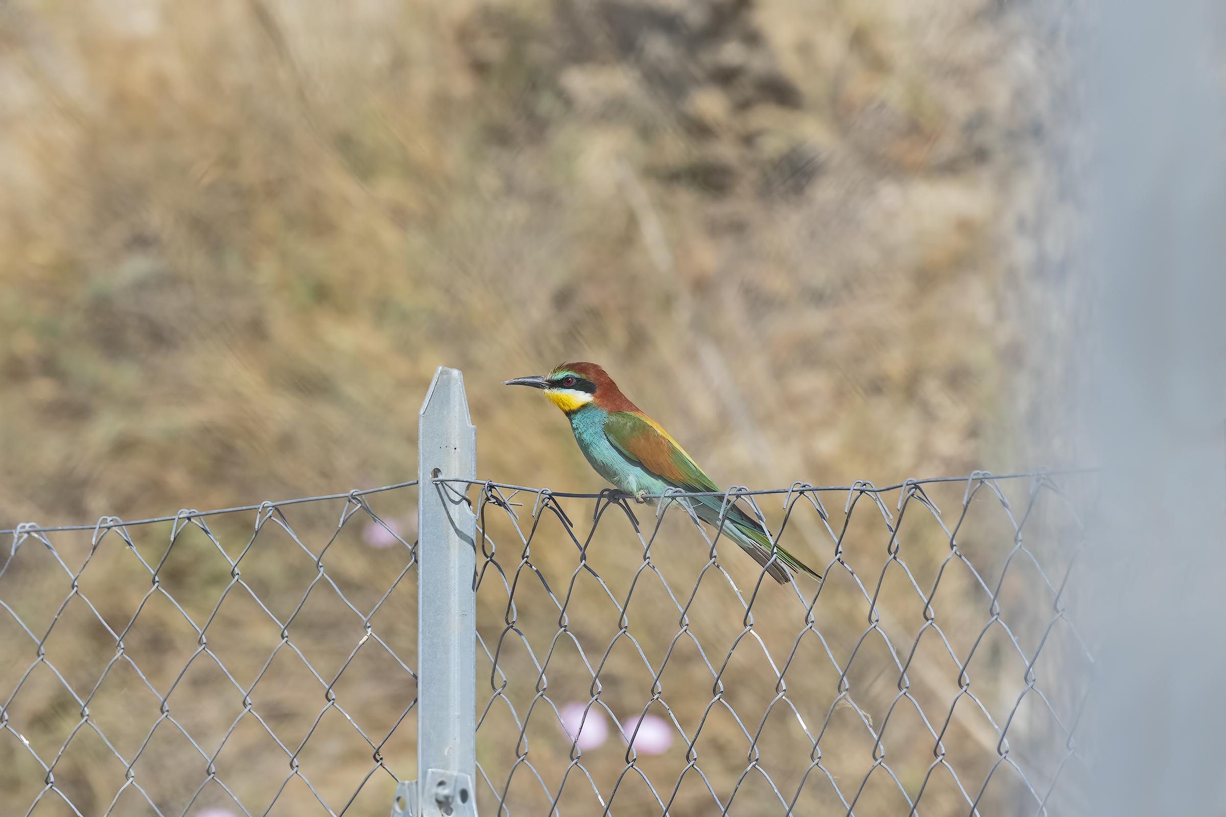 Bee-eater