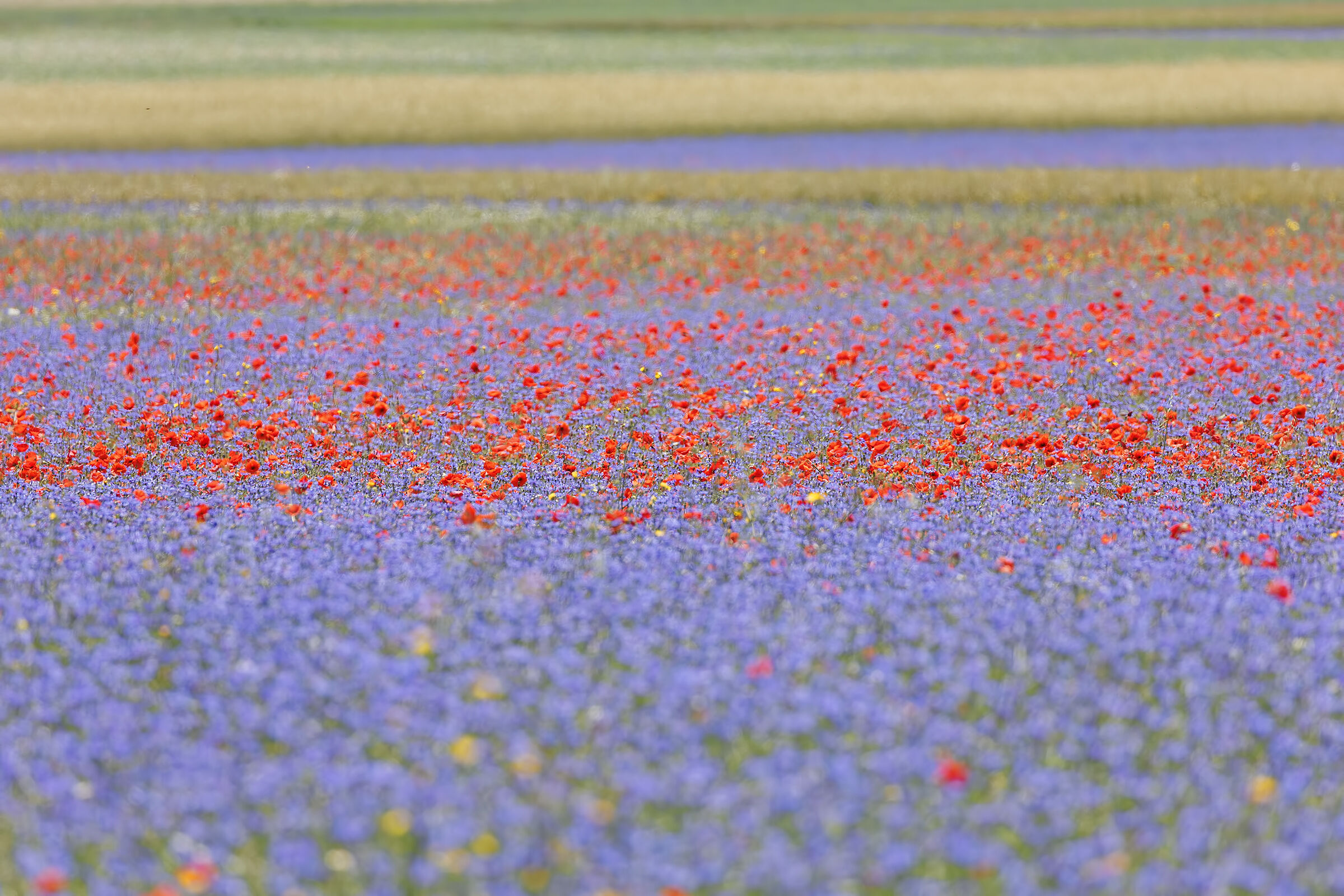 Flowering-2022