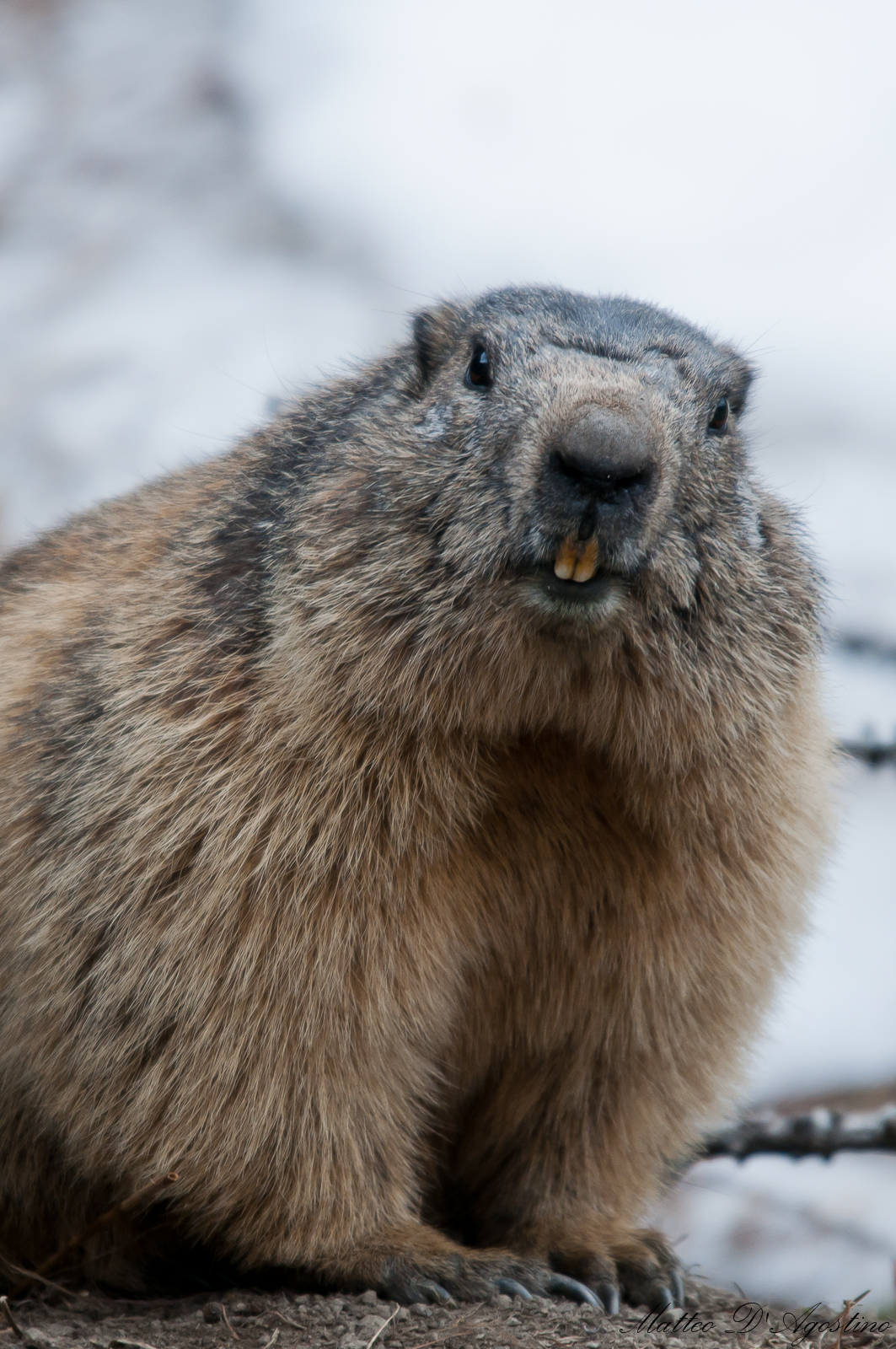 marmotta al risveglio