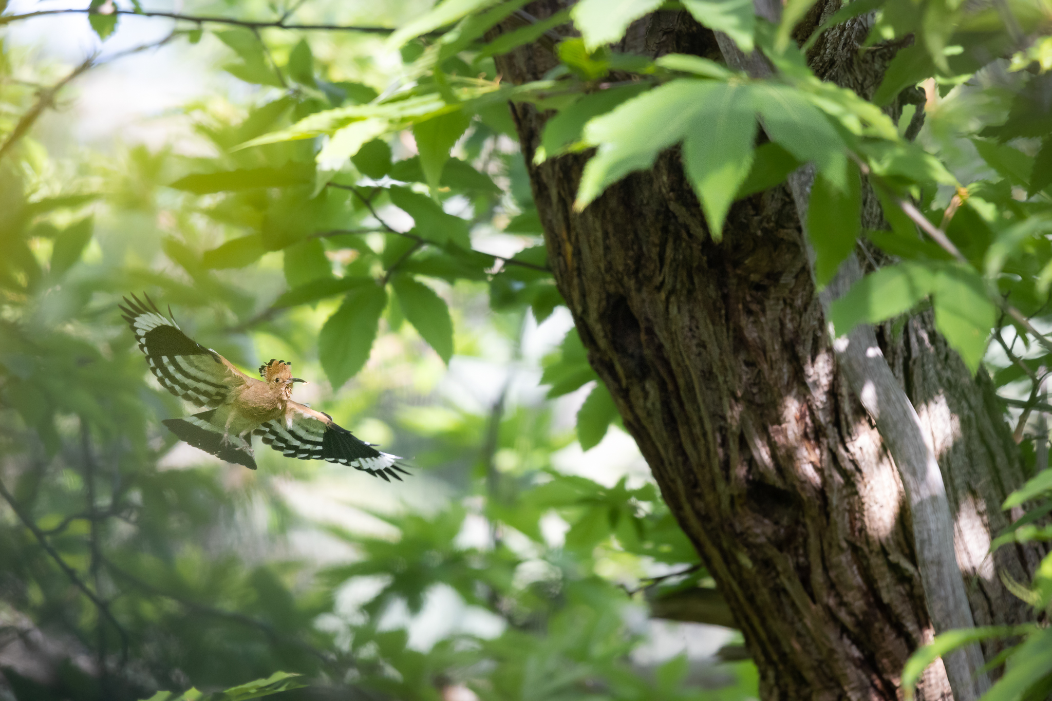 Hoopoe on the fly