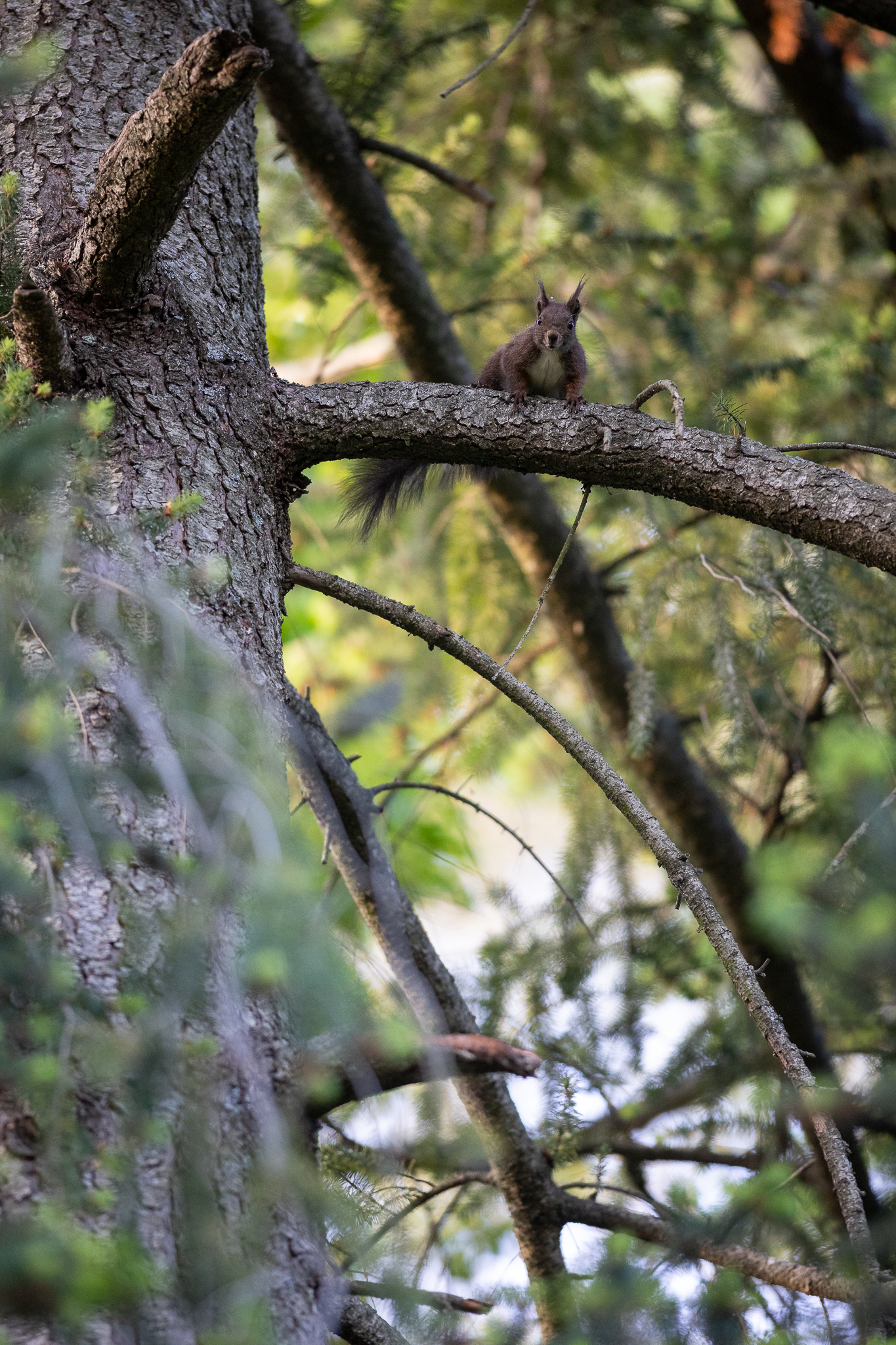 Squirrel