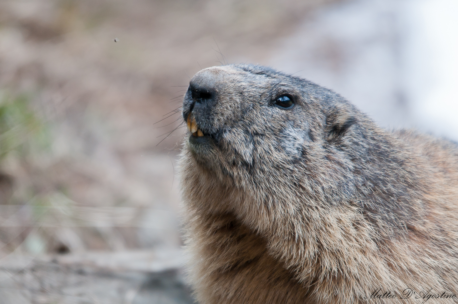 marmota the awakening 2