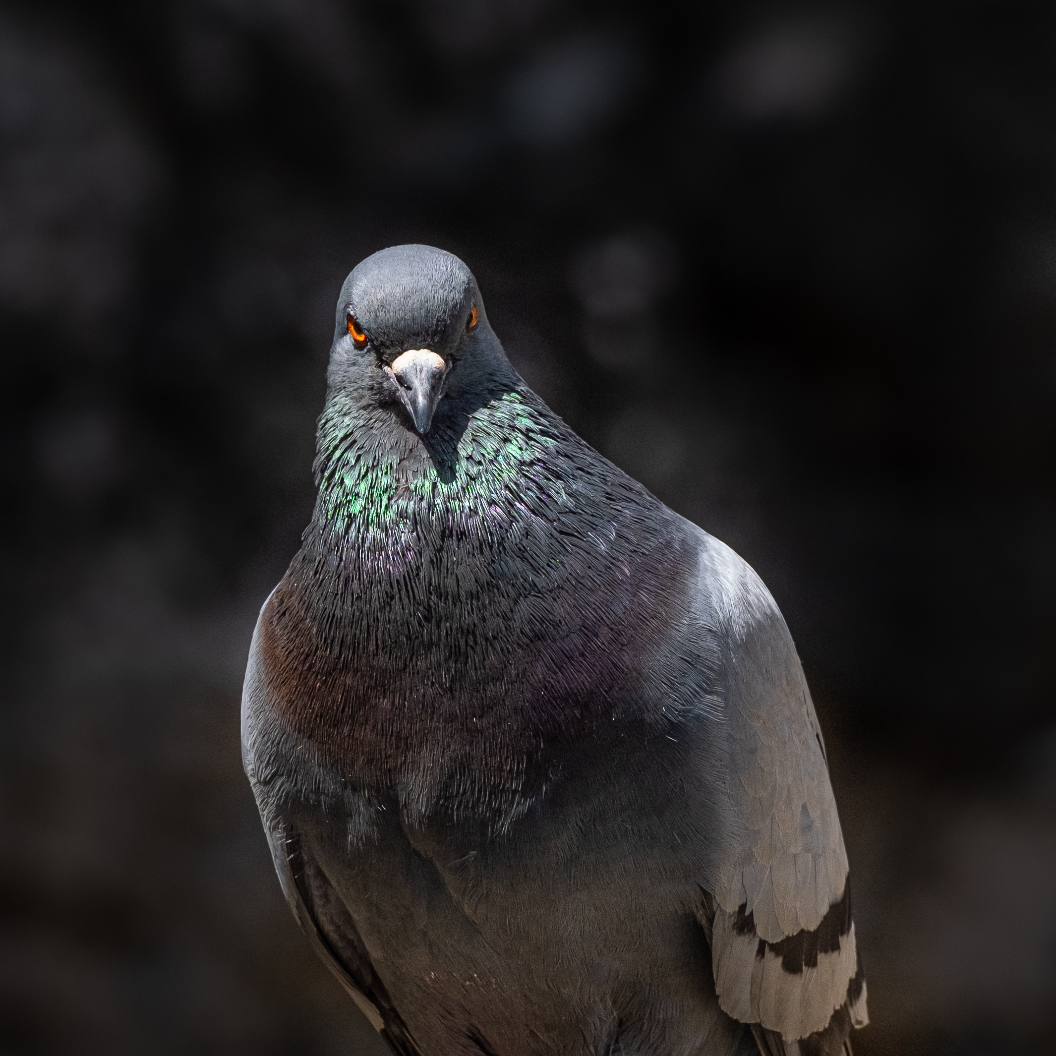 Bird portrait (Spacco della Regina, Ansedonia, GR)