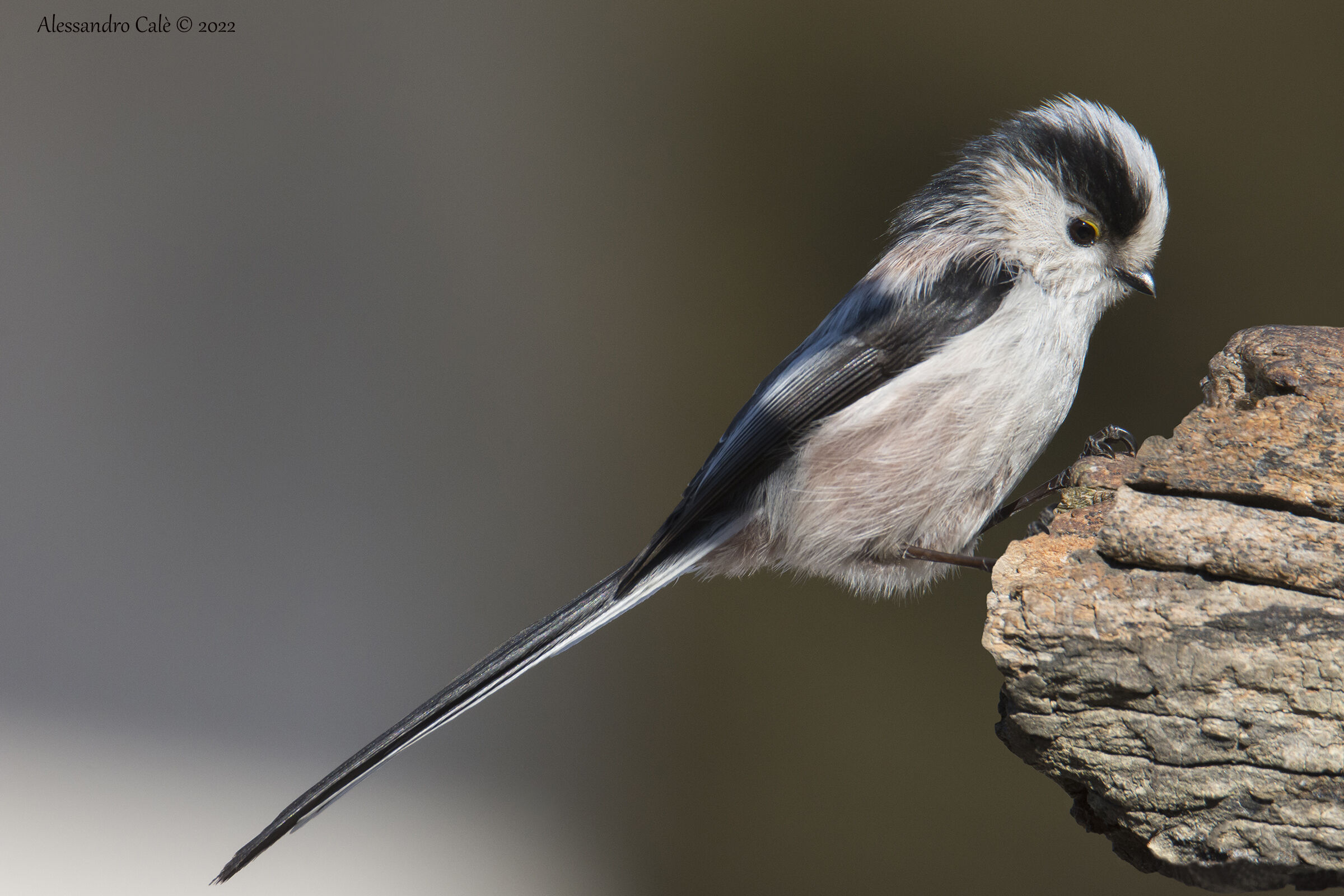 Aegithalos caudatus ( Codibugnolo) 7966