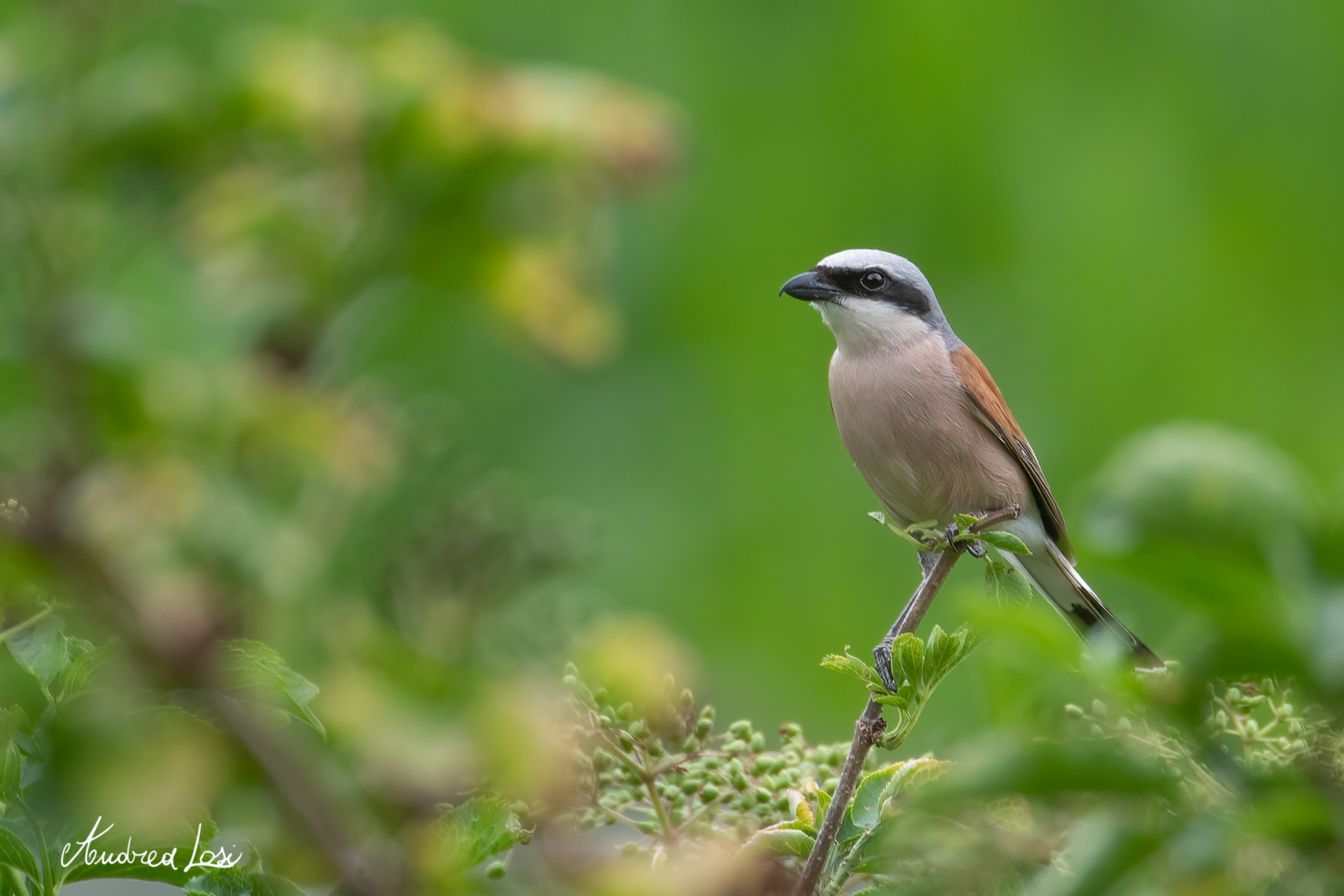 Averla piccola:sulle Dolomiti fra le più belle montag...
