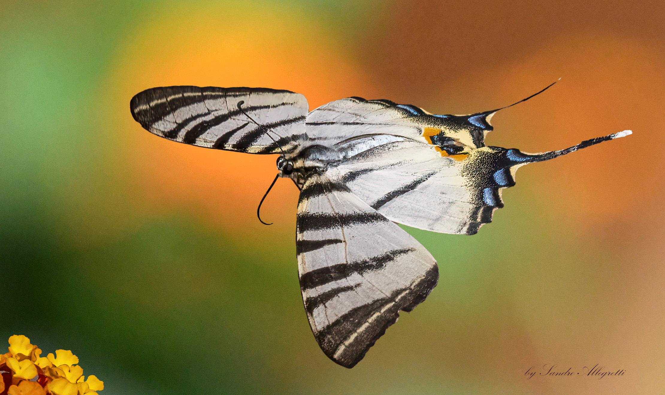The podalirio (Iphiclides podalirius)