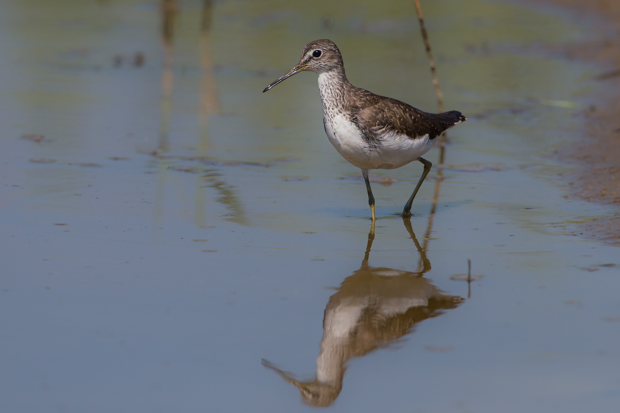 piro piro boschereccio.?.