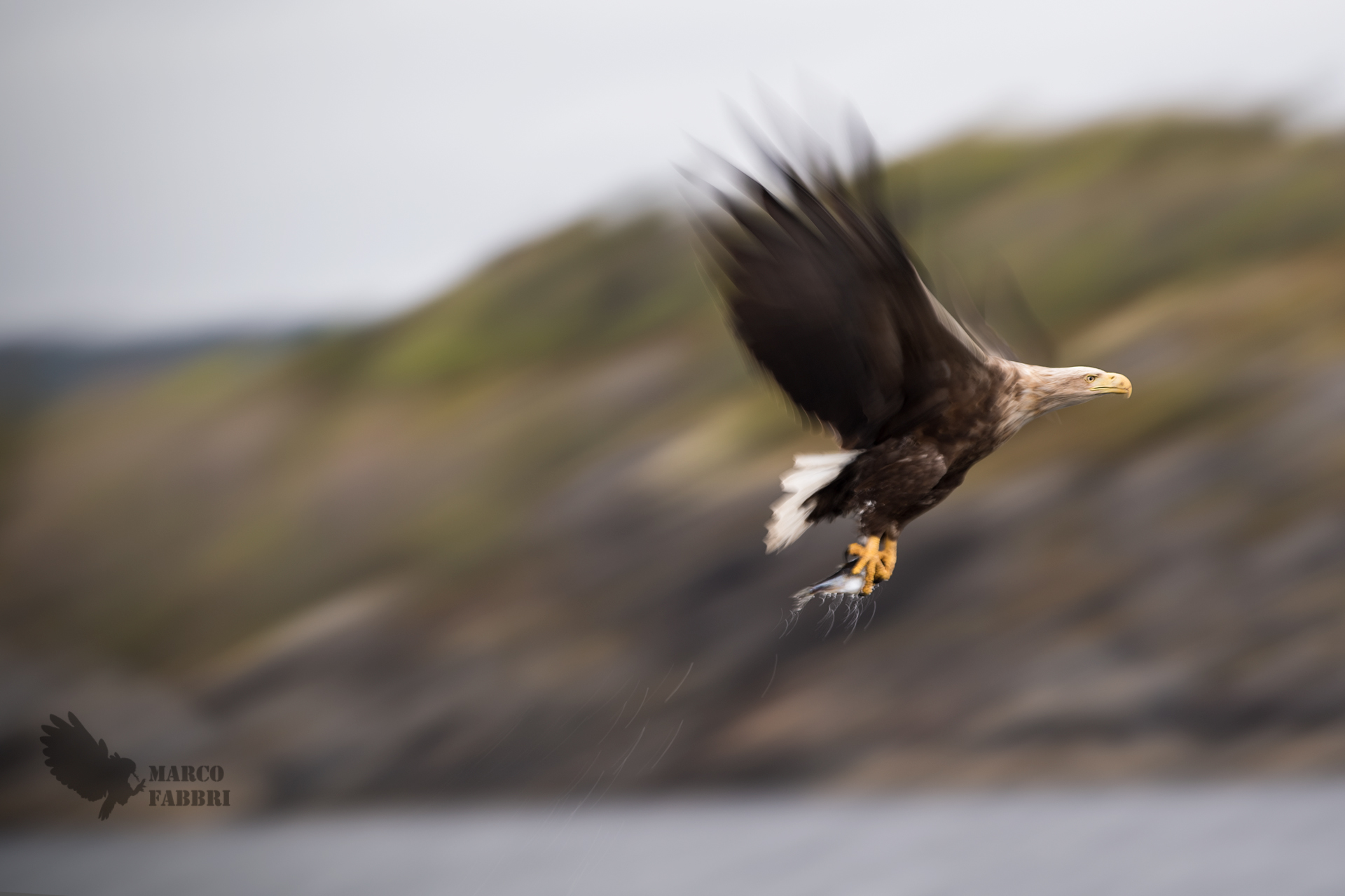 White-tailed eagle action