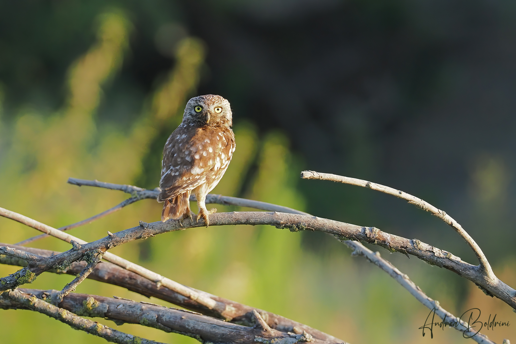 Owl