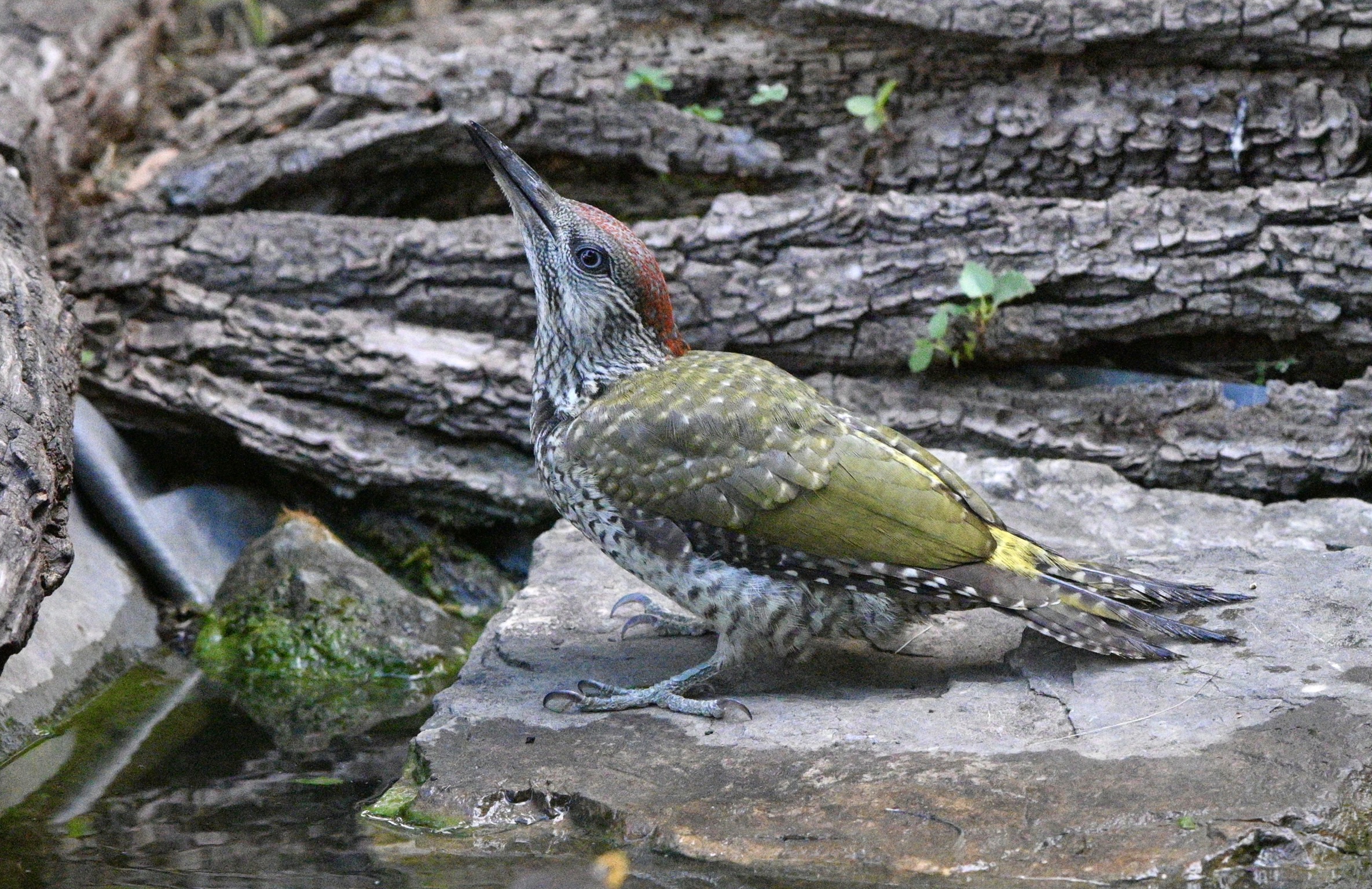 A nice drink co sto caldo