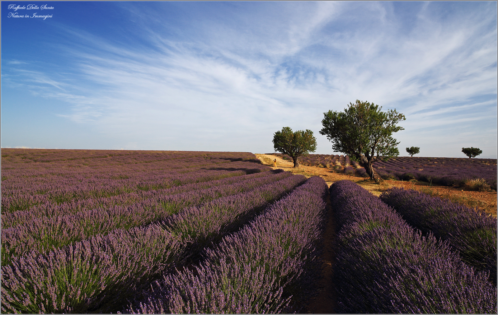 Les Amandiers Orientaux