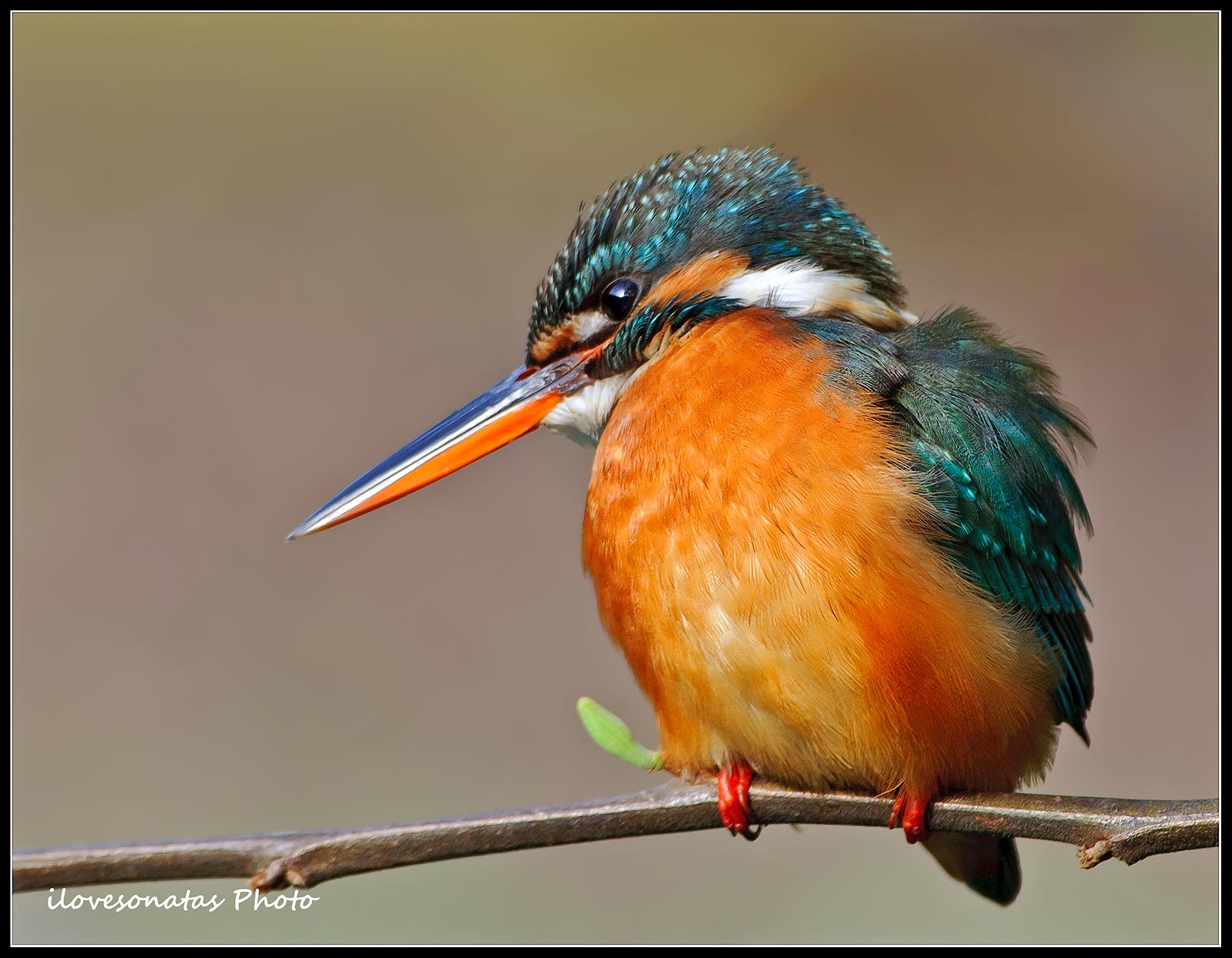 Bambina Kingfisher