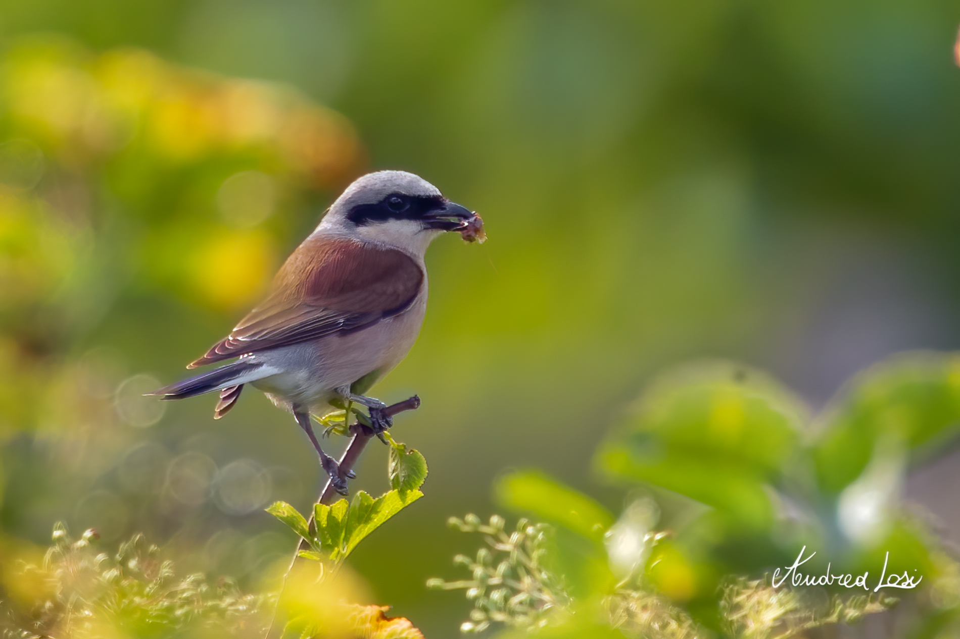 L'averla piccola (Dolomiti)
