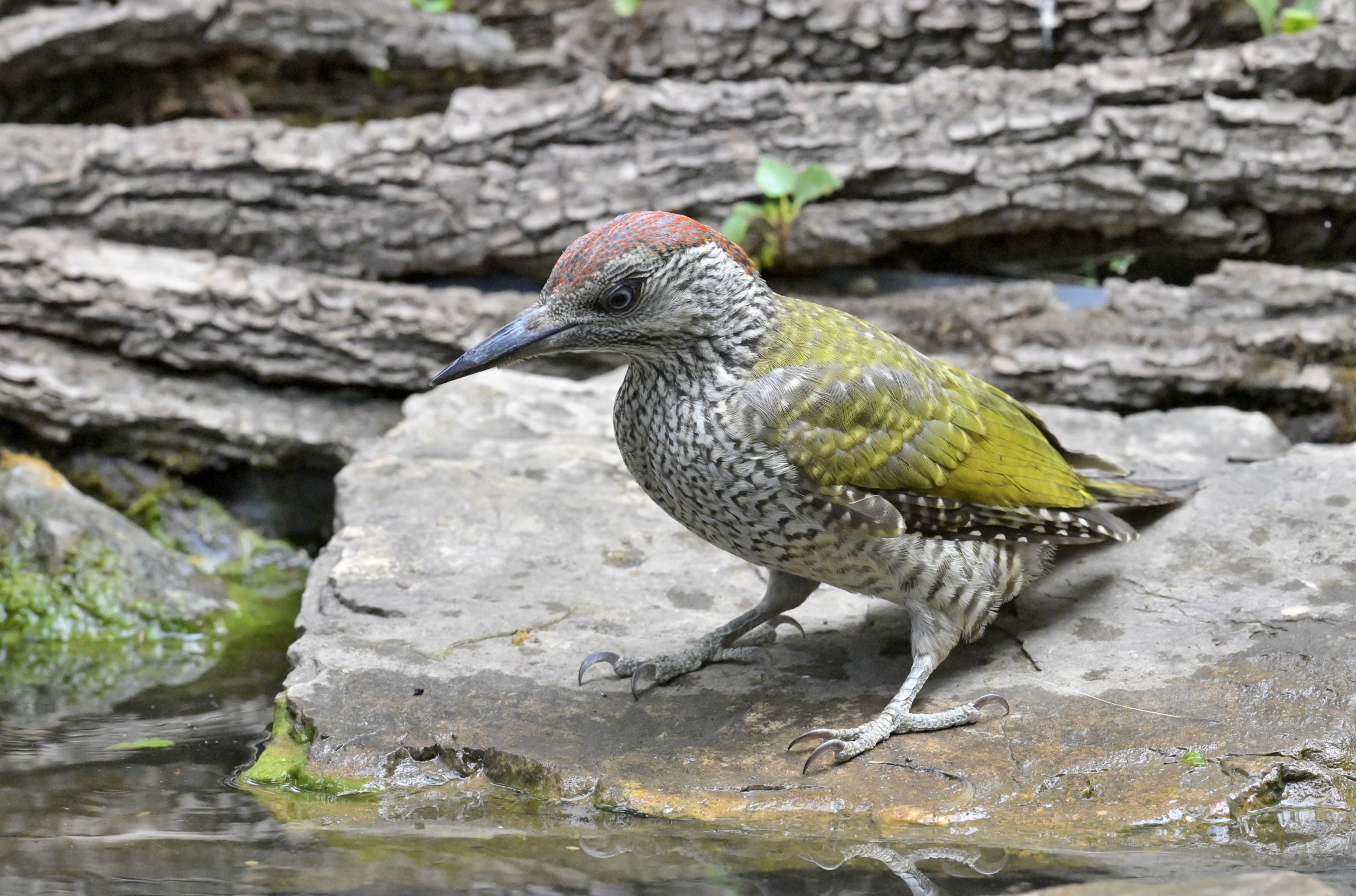 Thoughtful green woodpecker